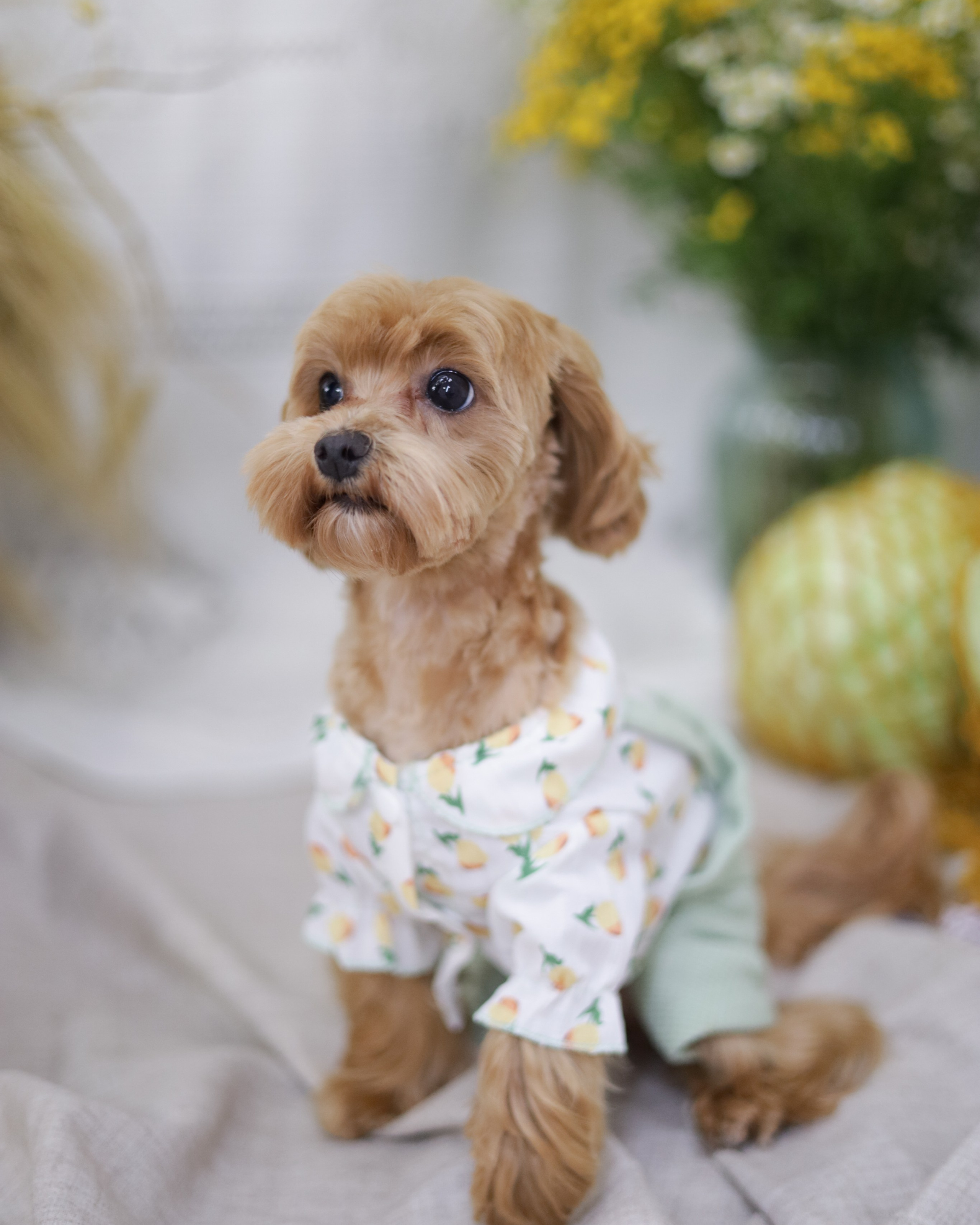 Груминг салон / Моська