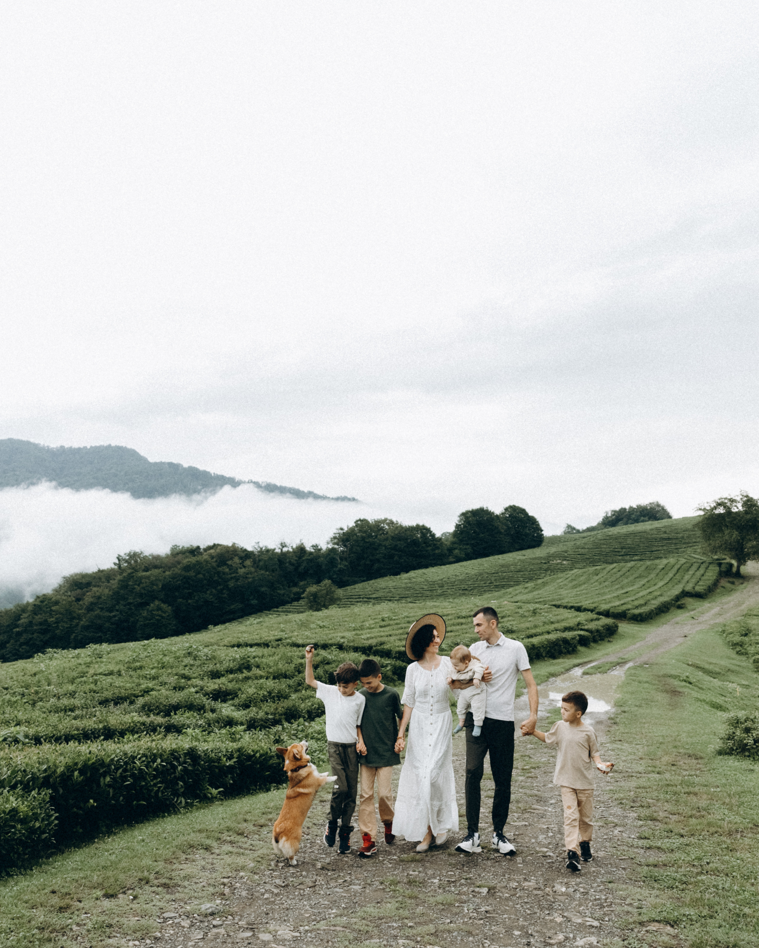 На чайных плантациях