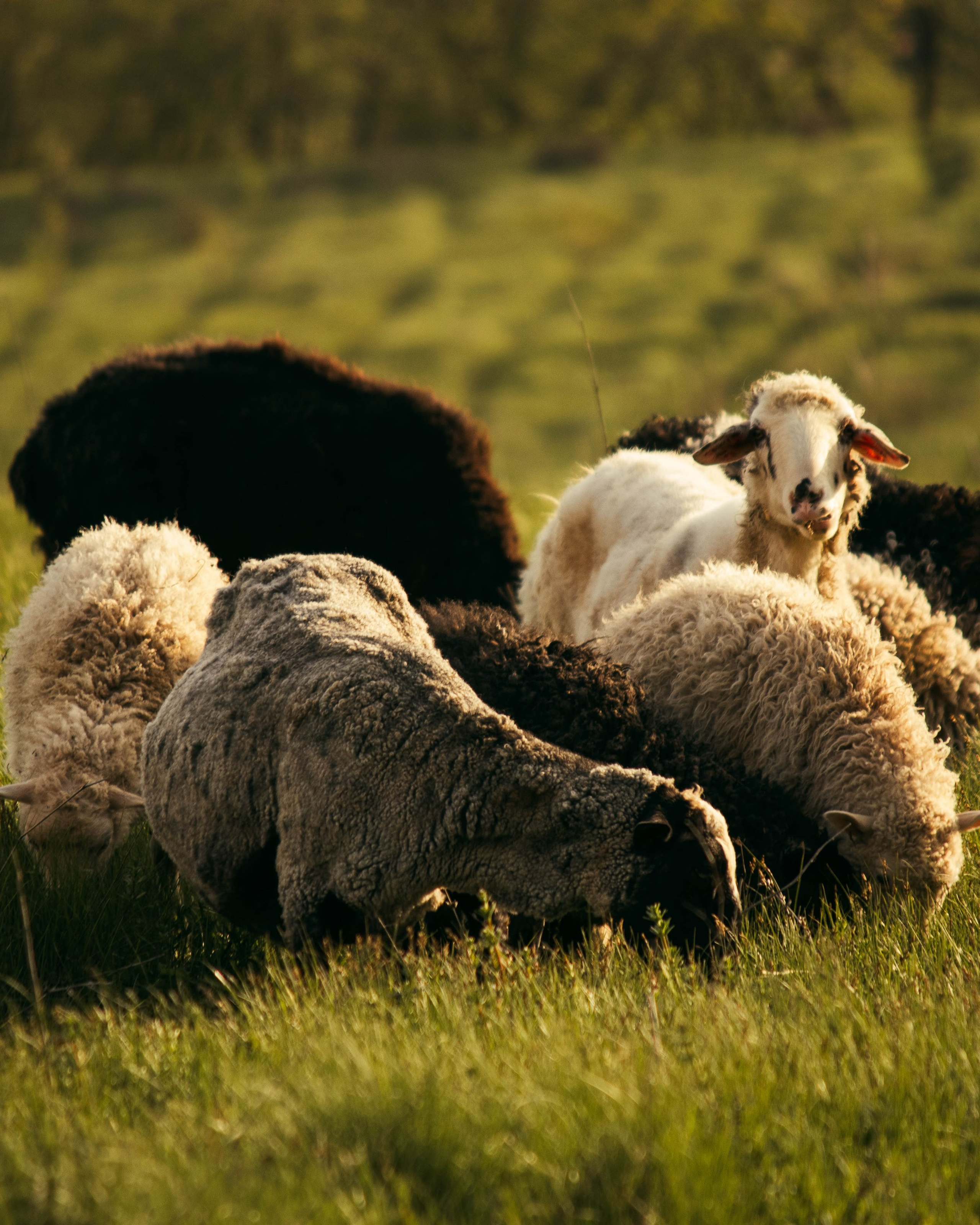 Сокольская гора