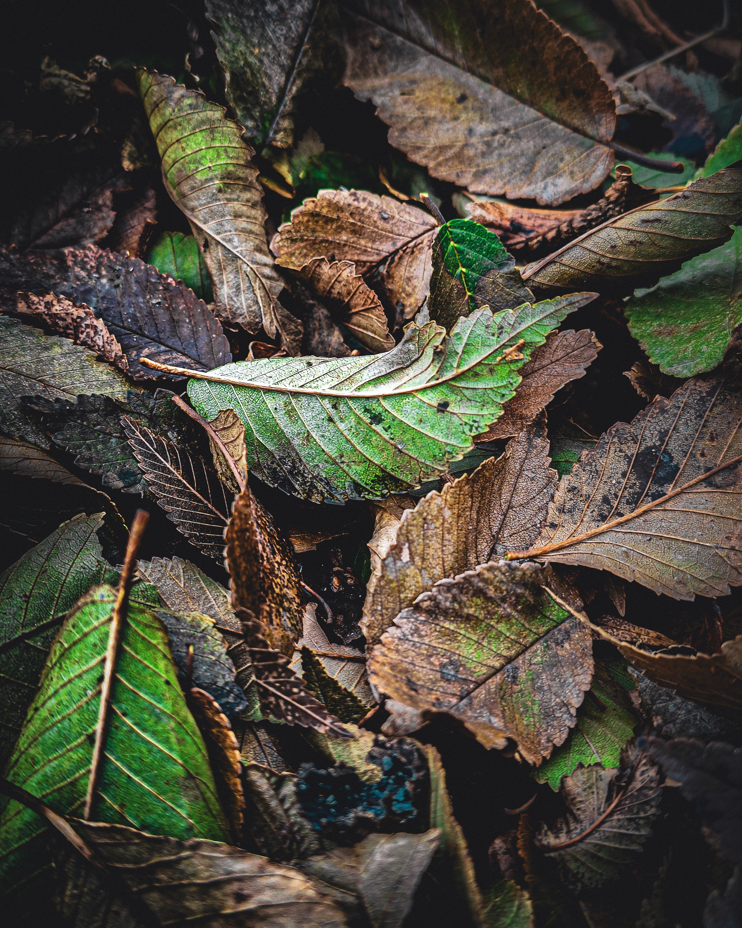 Осенние листья