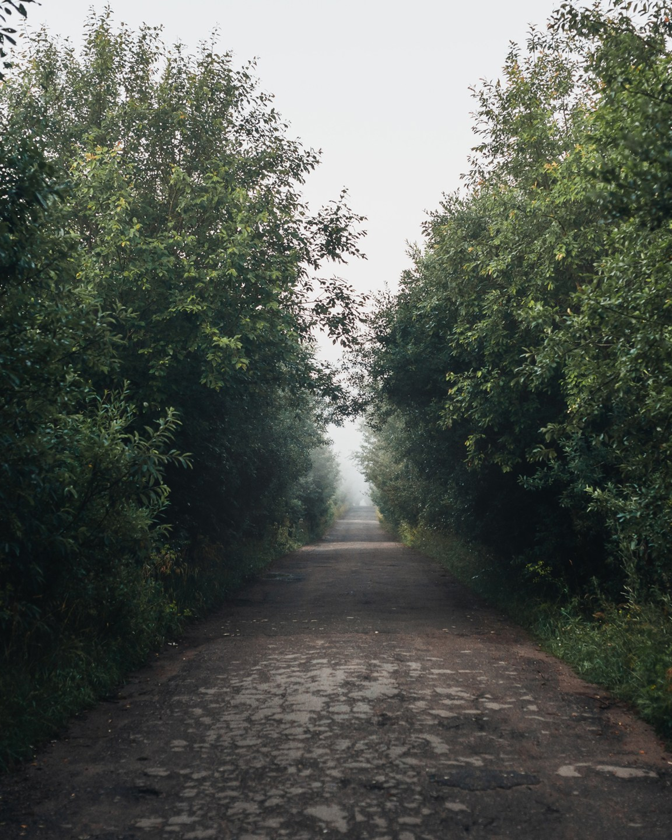 Туманное утро