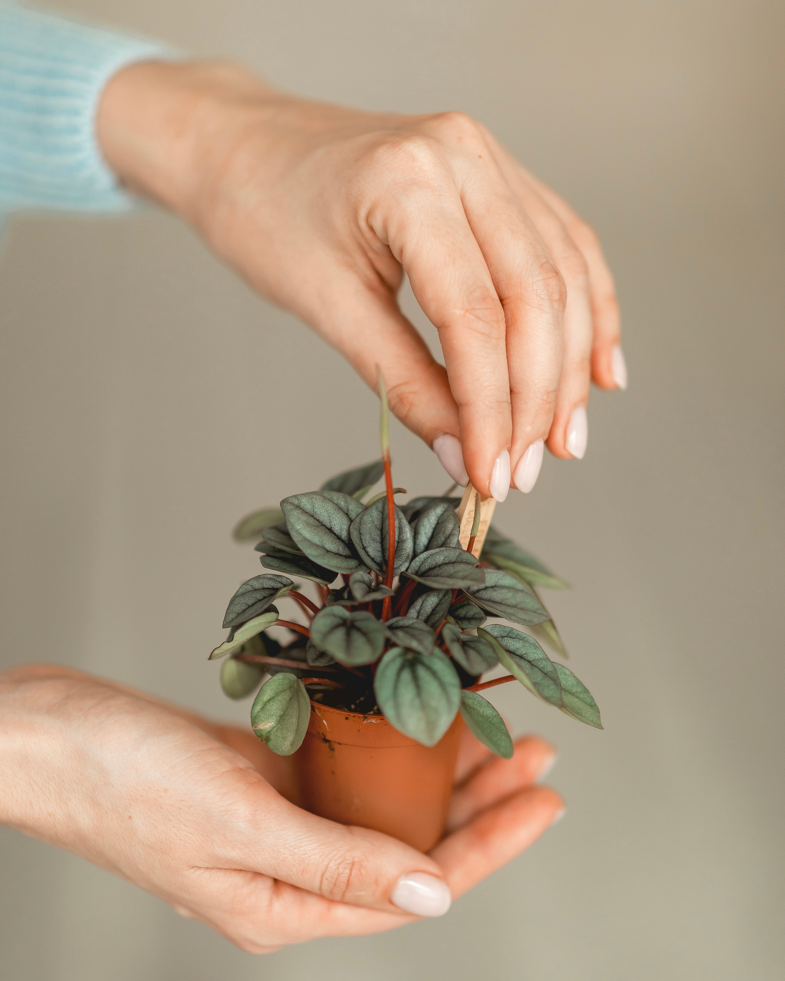 Флорариумы