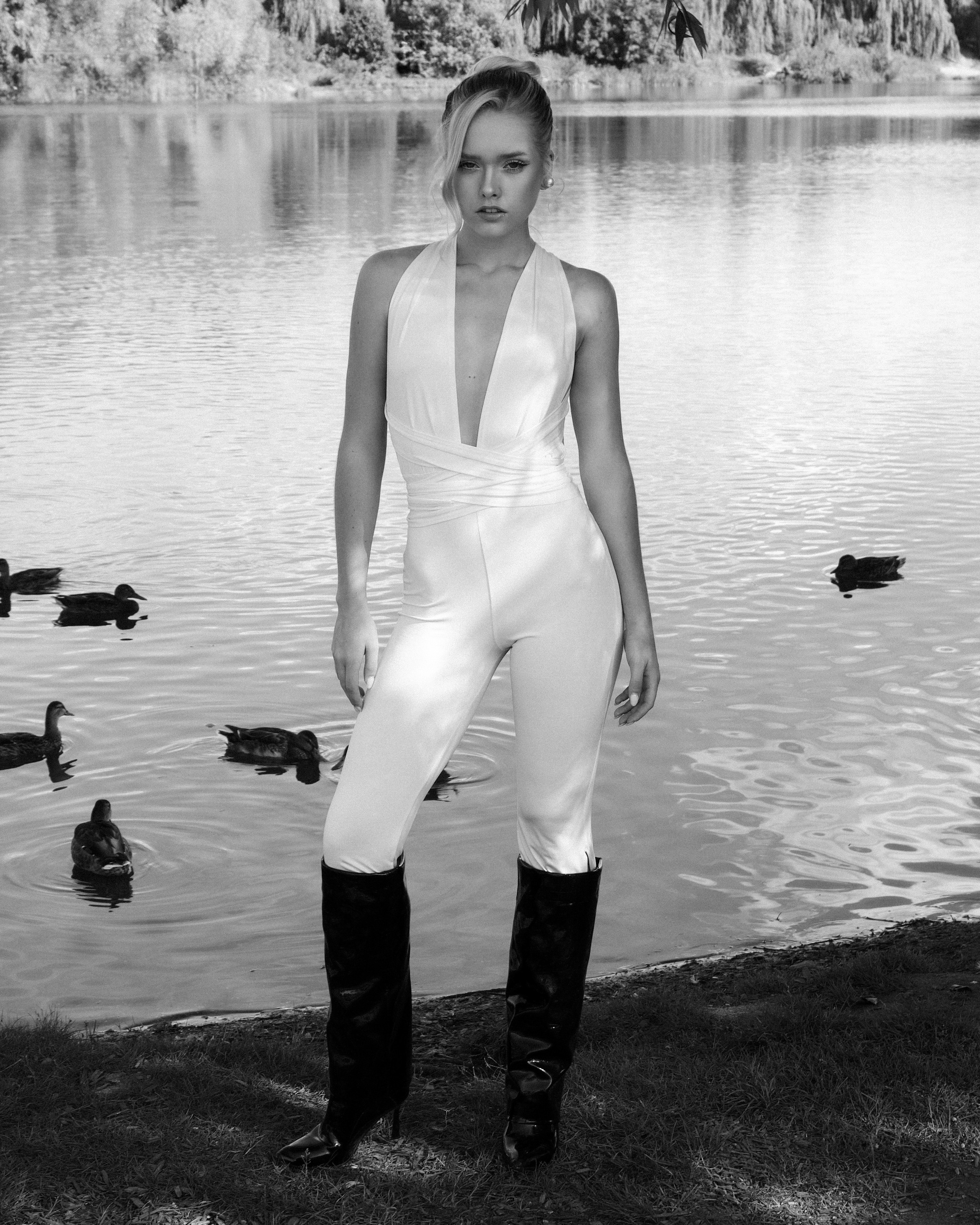 swans