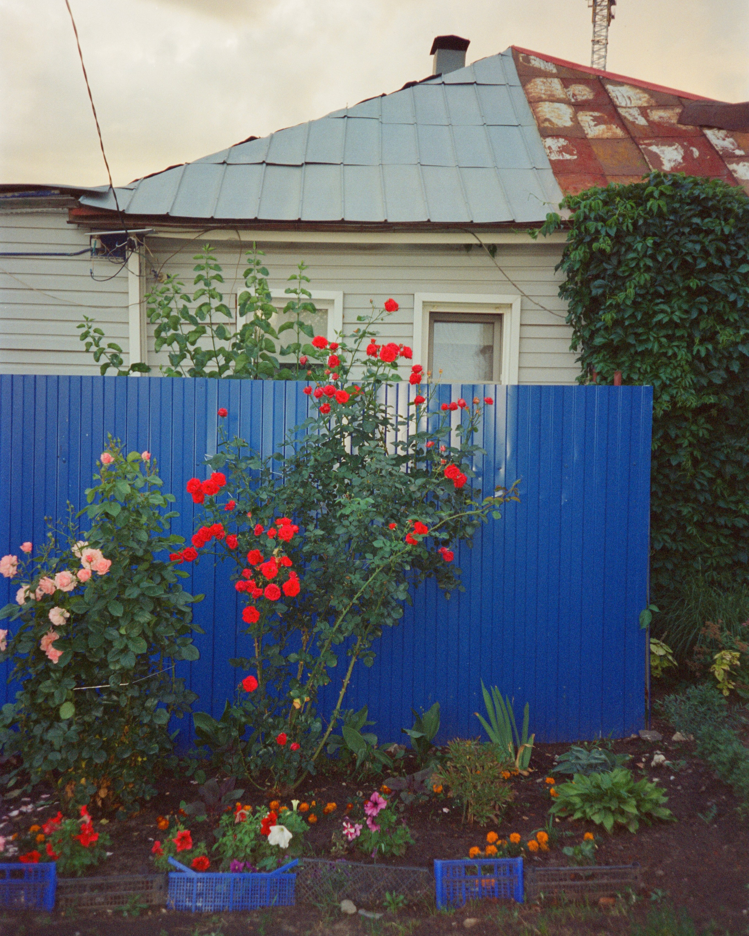 Цвет пленка