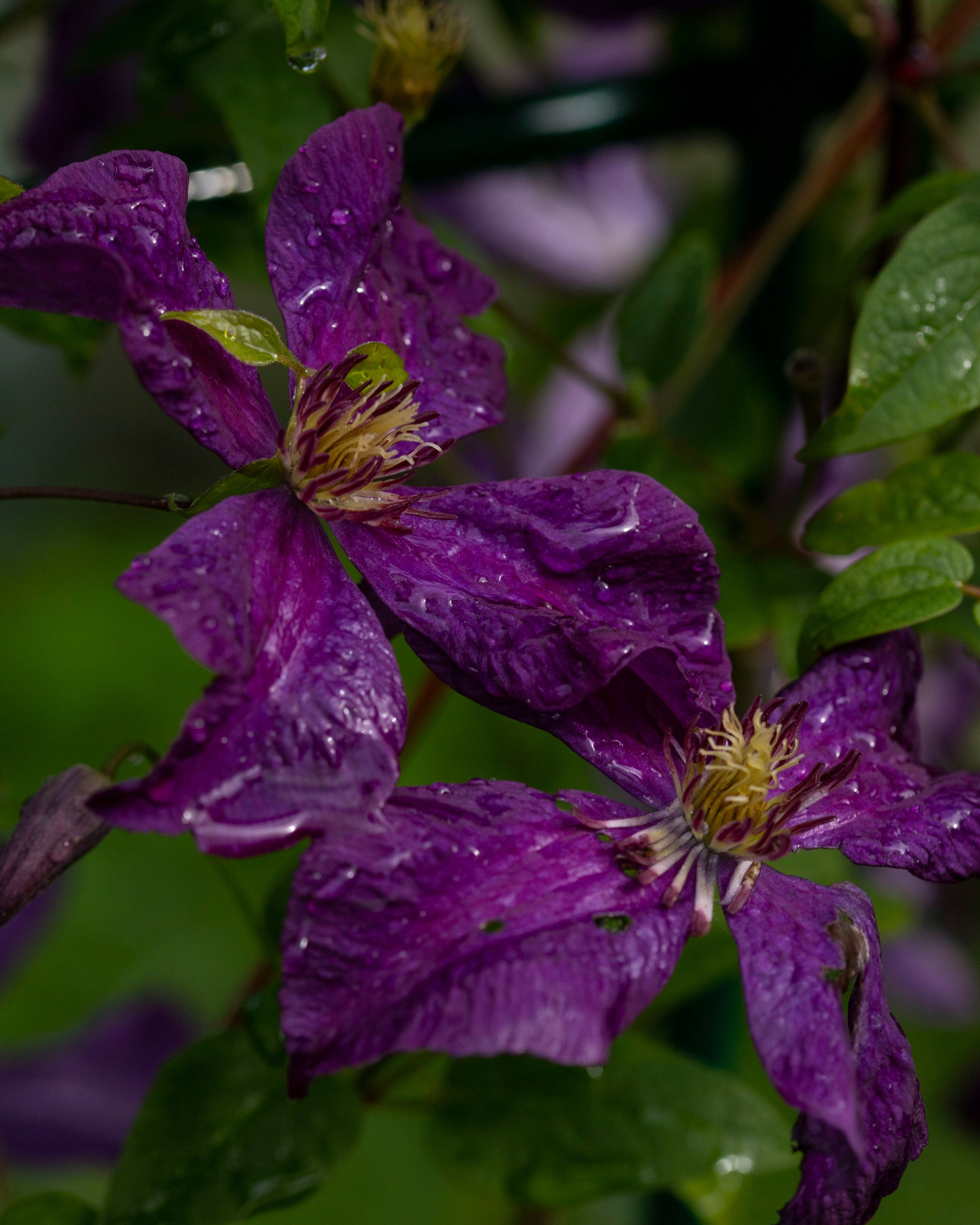 Природа