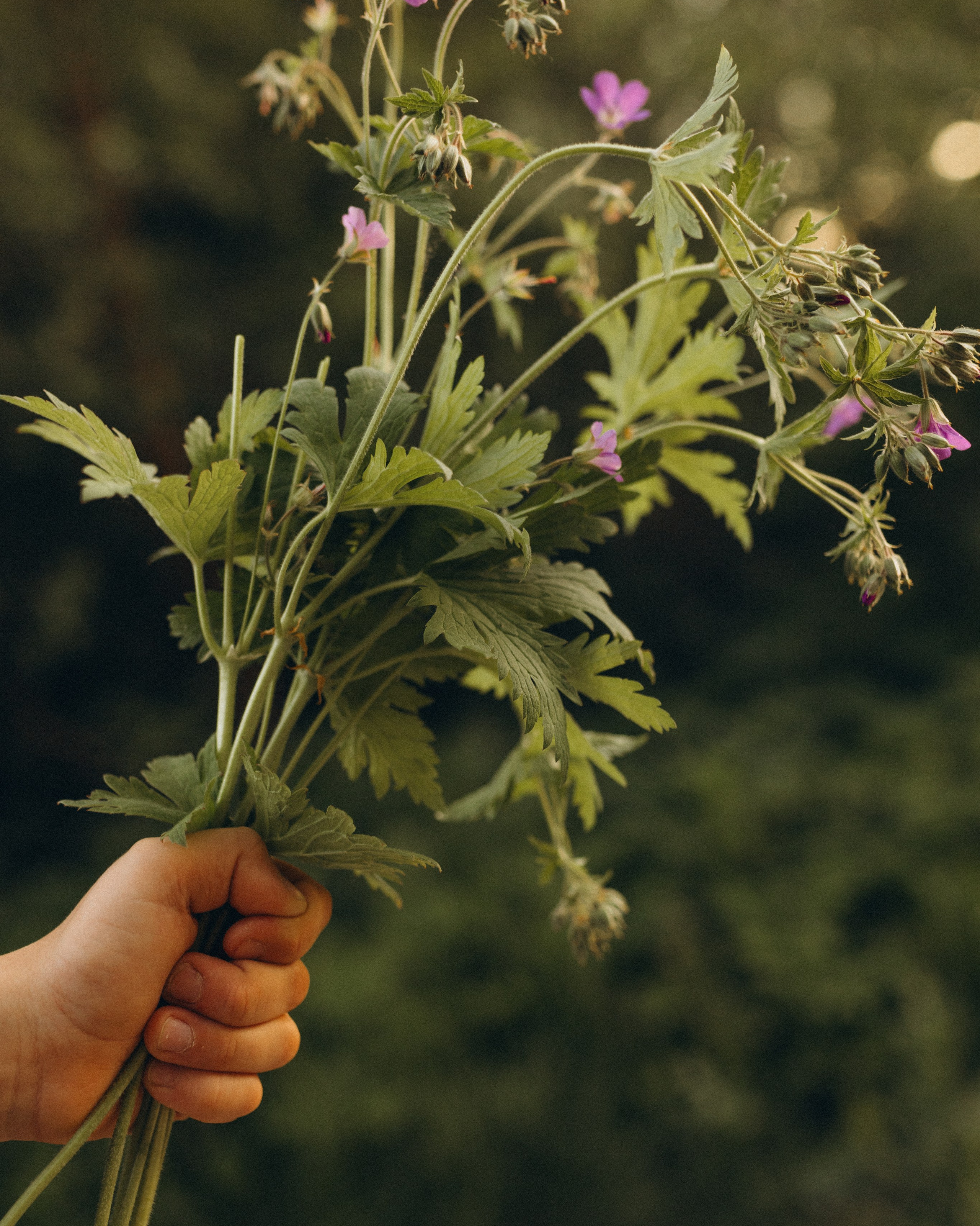 История одного букета