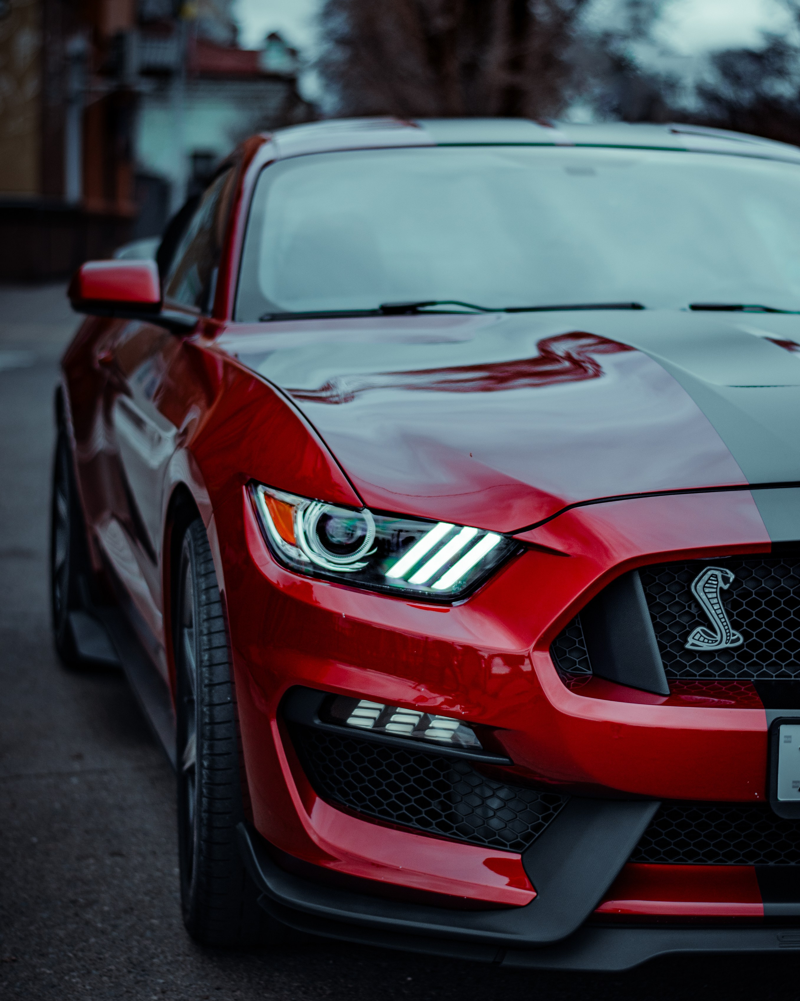 The Mustang Shelby