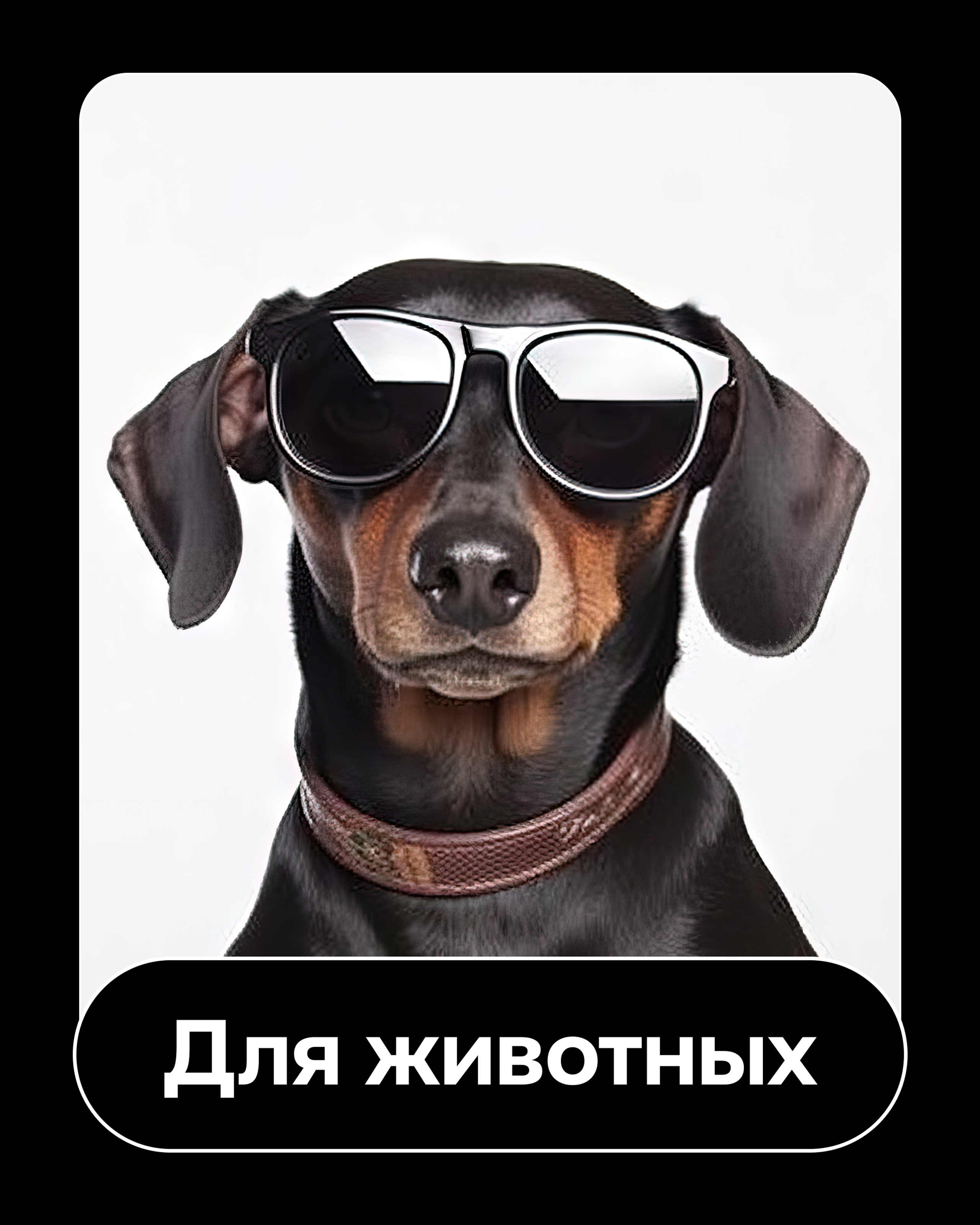 Товары для животных