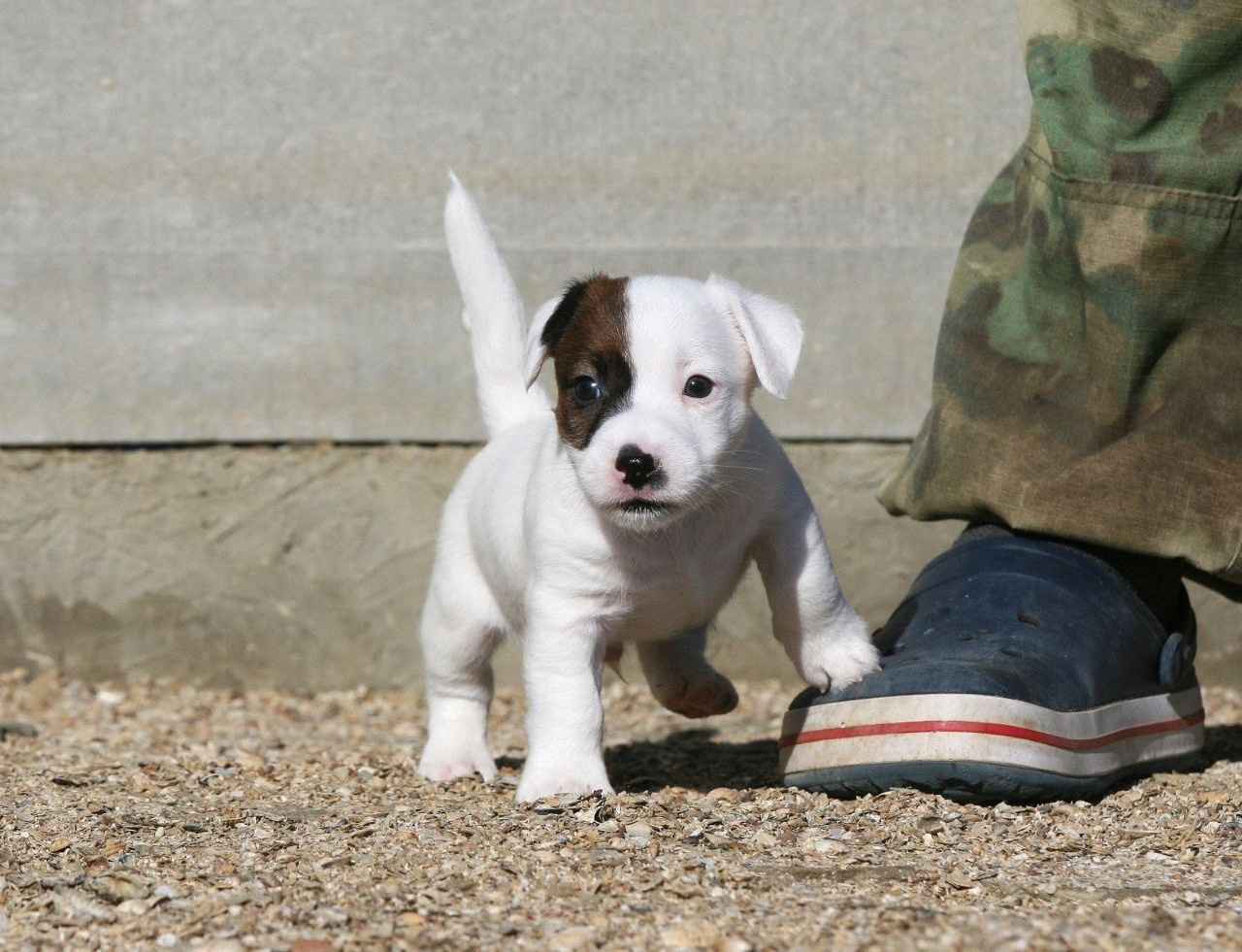 LITTER «W» 26.09.2025. Lovely-Orange питомник джек рассел терьеров