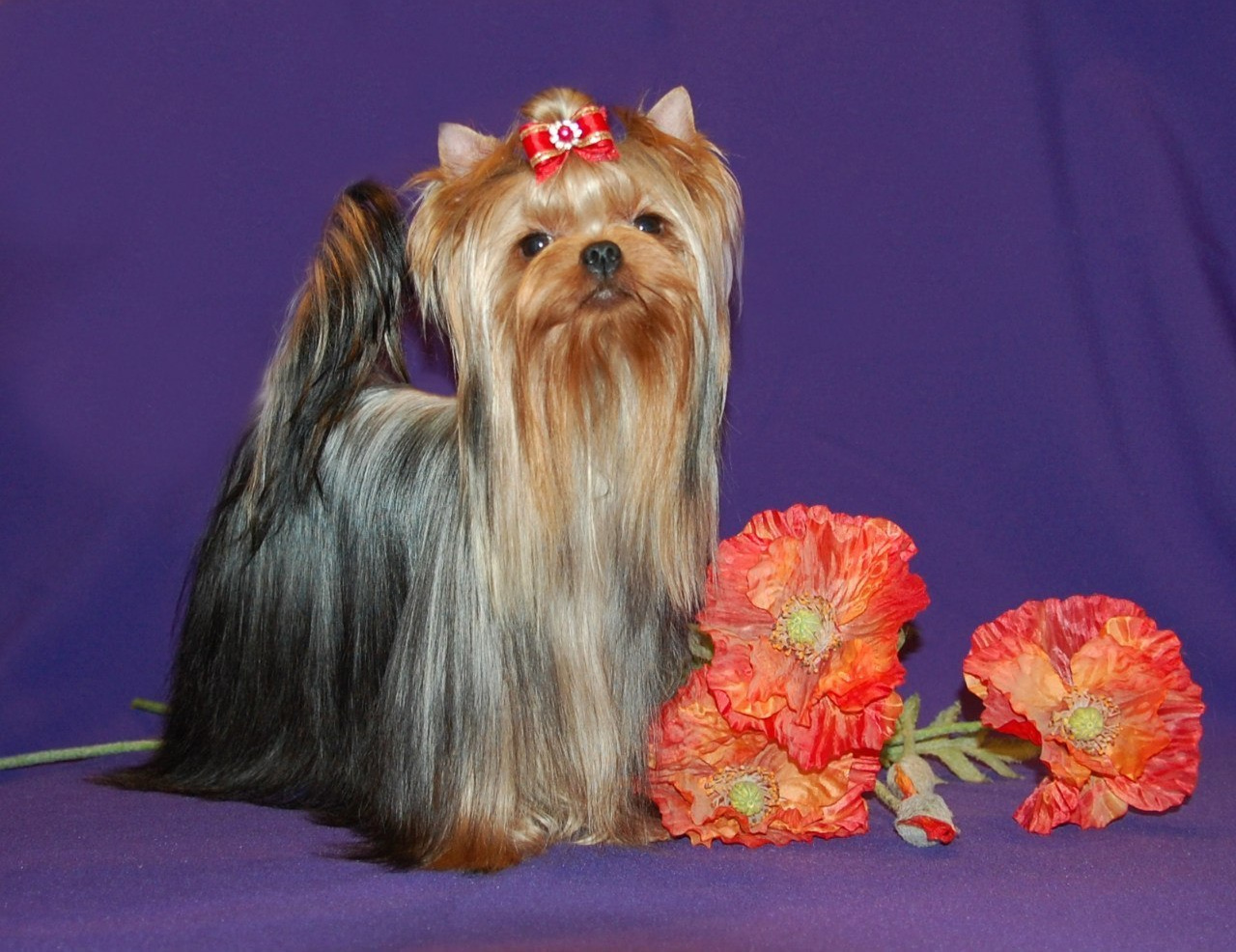 Дэнстайл Юрмала. Питомник Йоркширских терьеров Дэнстайл в Санкт-Петербурге заводчик Тих