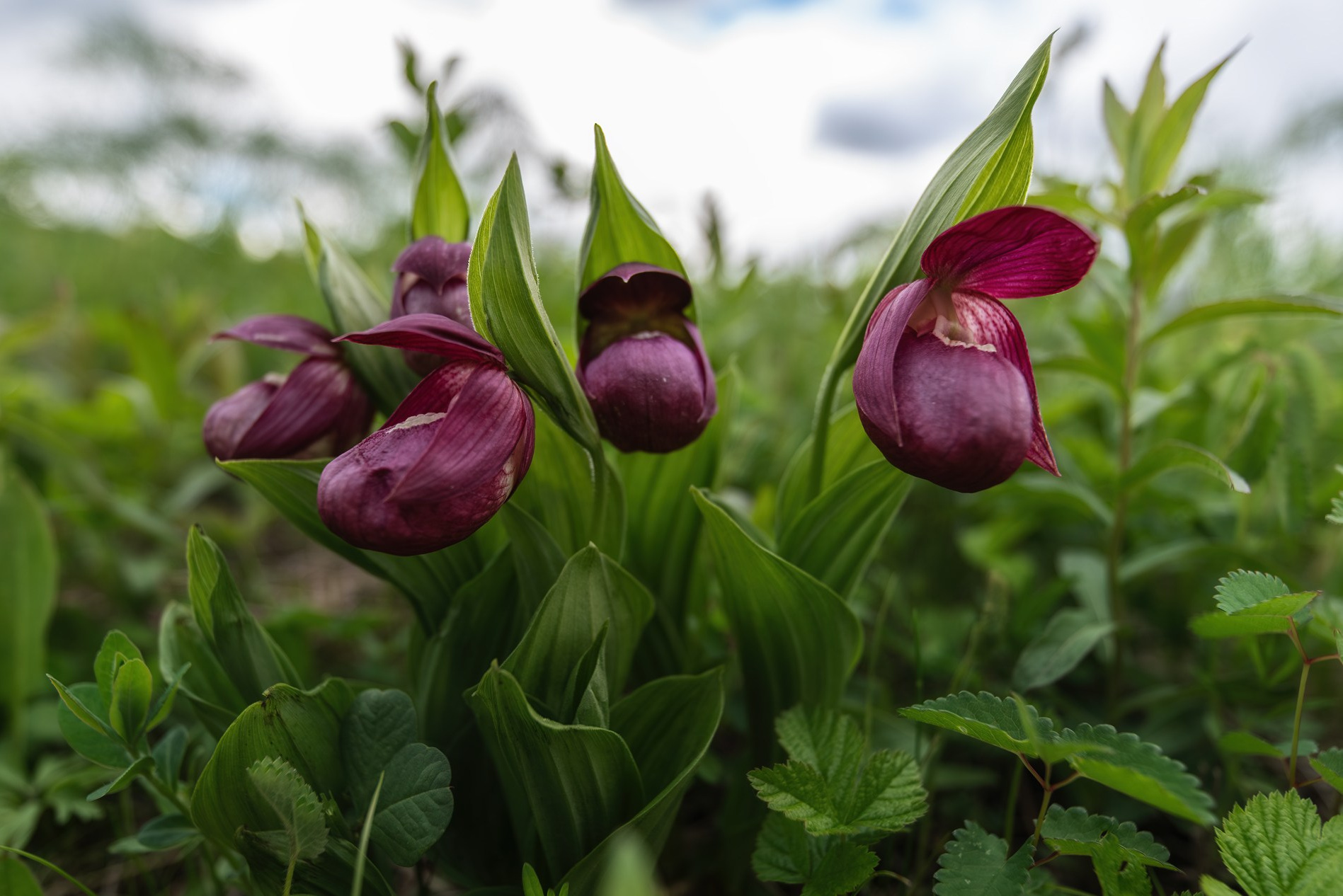 Венерин башмачок крупноцветковый (Cypripedium macranthon). Фото Алёны Рубан