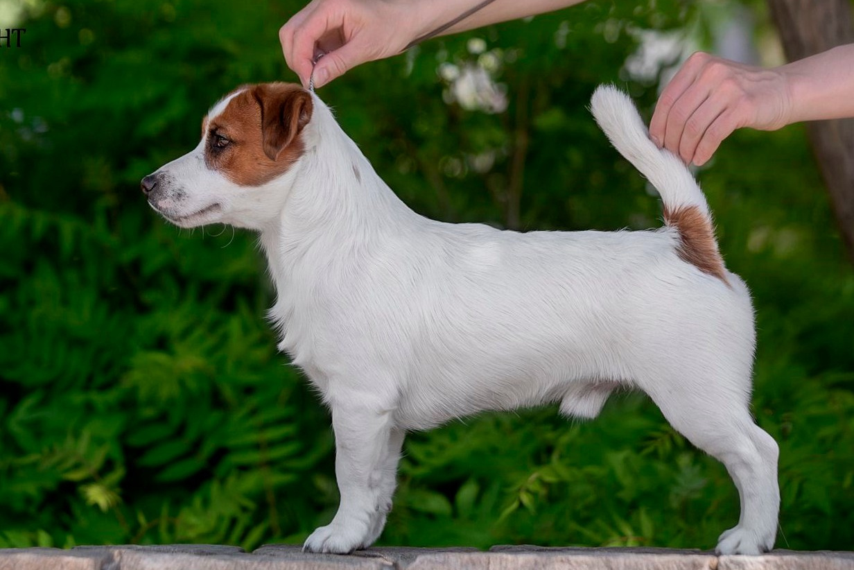 питомник порт фортис, kennel port fortis, джек рассел терьер, питомник джек рассел терьеров, kennel Jack russell terrier, щенки джек рассел терьера, купить щенка