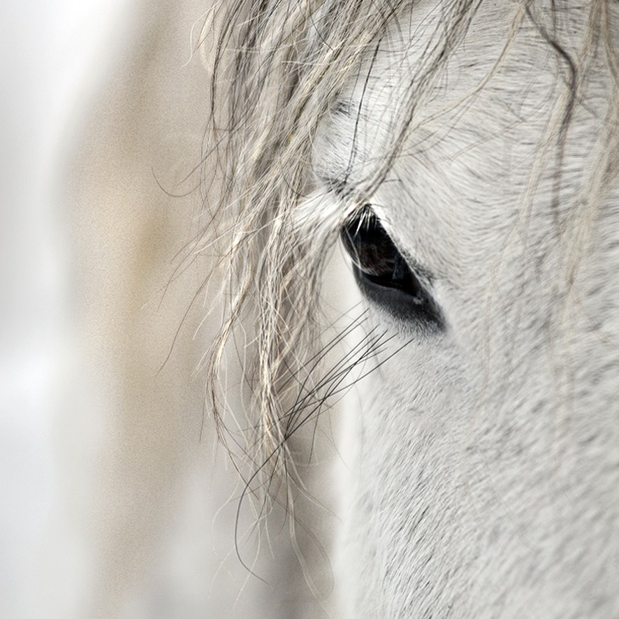 Контакты. Фотограф с лошадьми в Калининграде Татьяна Ларина