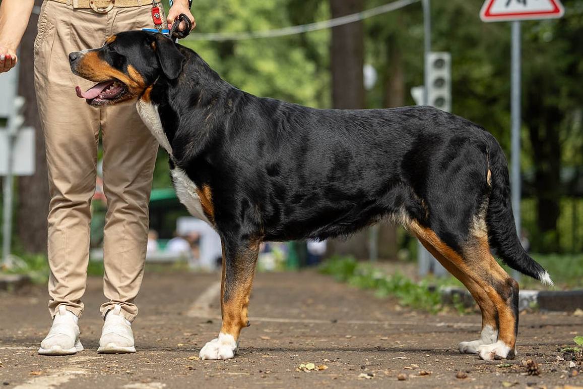 Большой Швейцарский Зенненхунд Санбёдс Розалия. Питомник Больших Швейцарских Зенненхундов в Калужской области / Москва