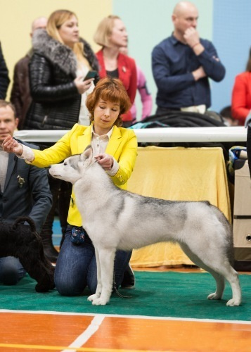 Новости питомника Ice Fantasy. Купить щенка Вельш-корги-кардиган в семейном питомнике — Ice Fantasy