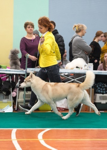 Новости питомника Ice Fantasy. Купить щенка Вельш-корги-кардиган в семейном питомнике — Ice Fantasy
