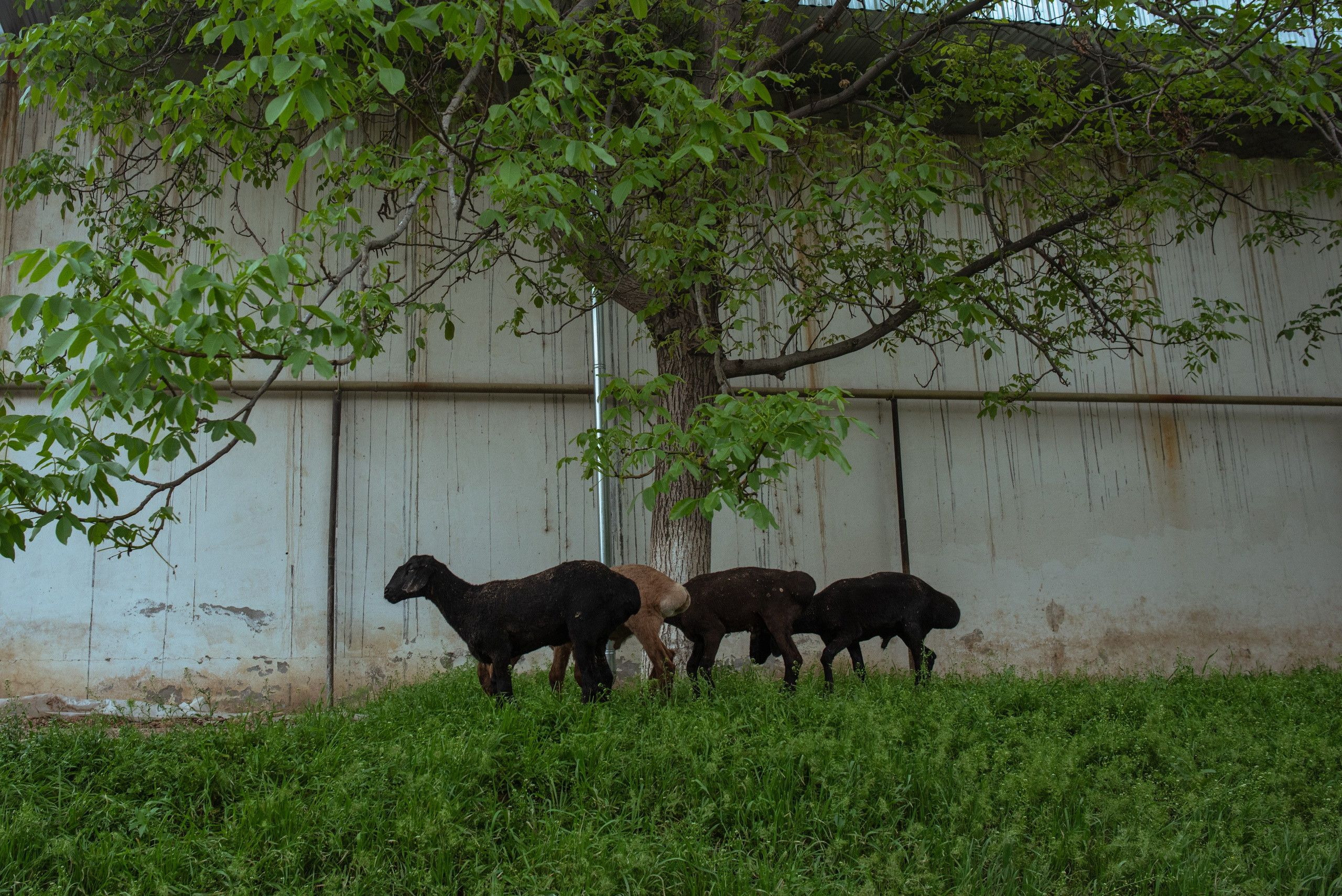Жанр & док. Репортажный, спортивный и документальный фотограф в Ташкенте Алексей Елисеев