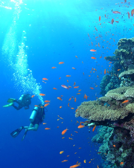 Египет. Дайвинг-клуб «Капитан Морган», Беларусь