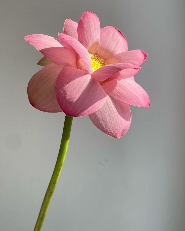 Как выбрать букет невесты?. Фотограф Кольчугино/Владимир/Москва Елизавета Иода