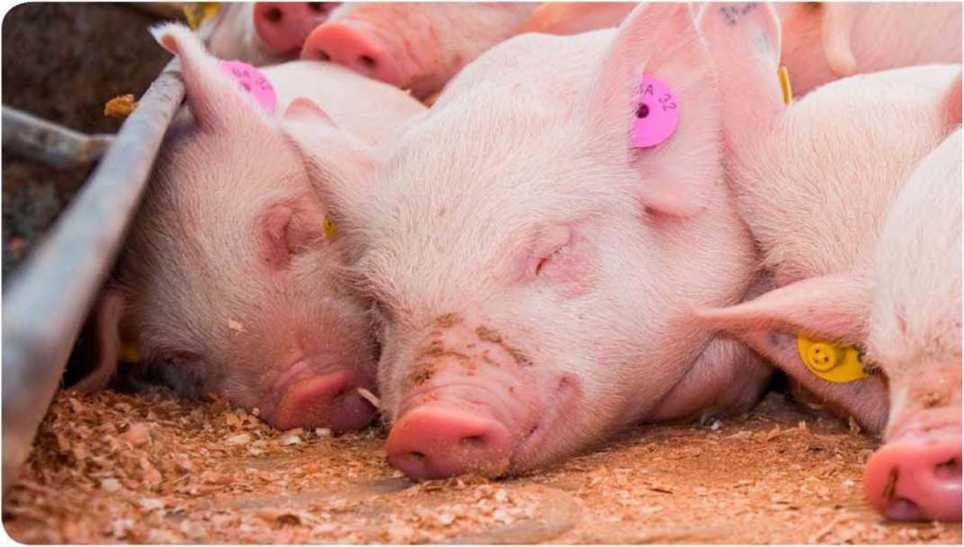 Свиноводство. Защита от теплового стресса для птицы и свиней