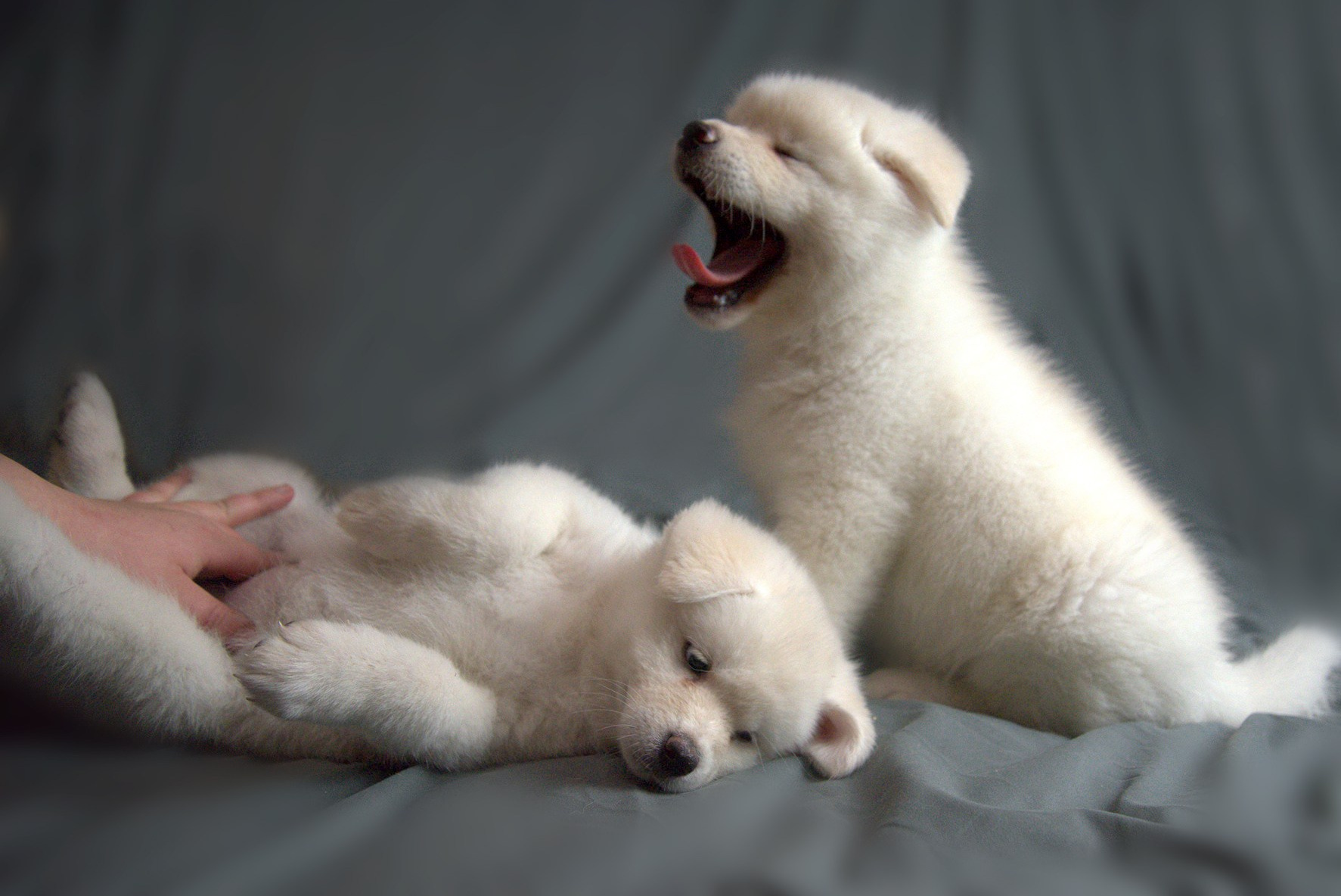 Репортажный и предметный фотограф Ольга Доловова в Ульяновске