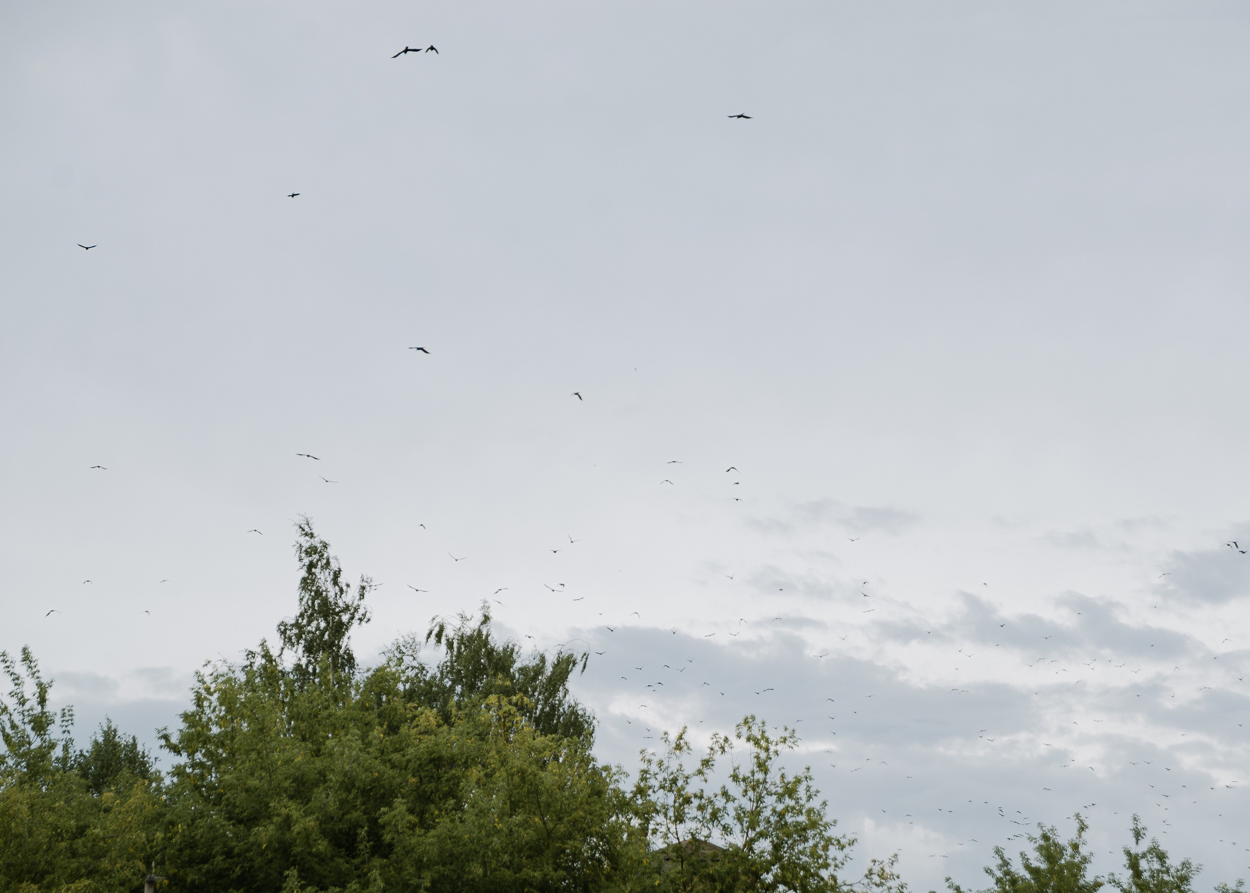 Лиза и Никита