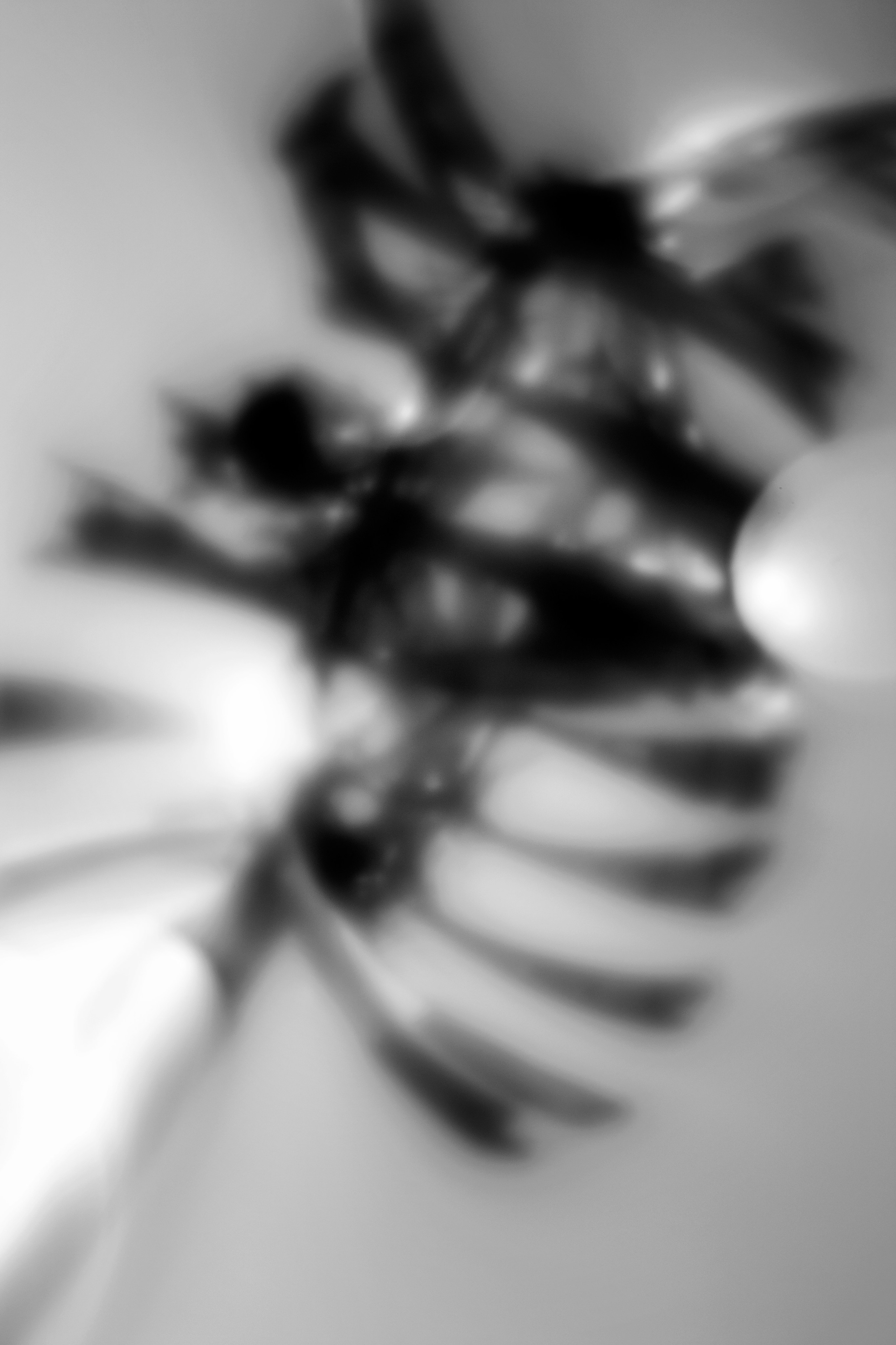 Elenka Donbrova photogtapher