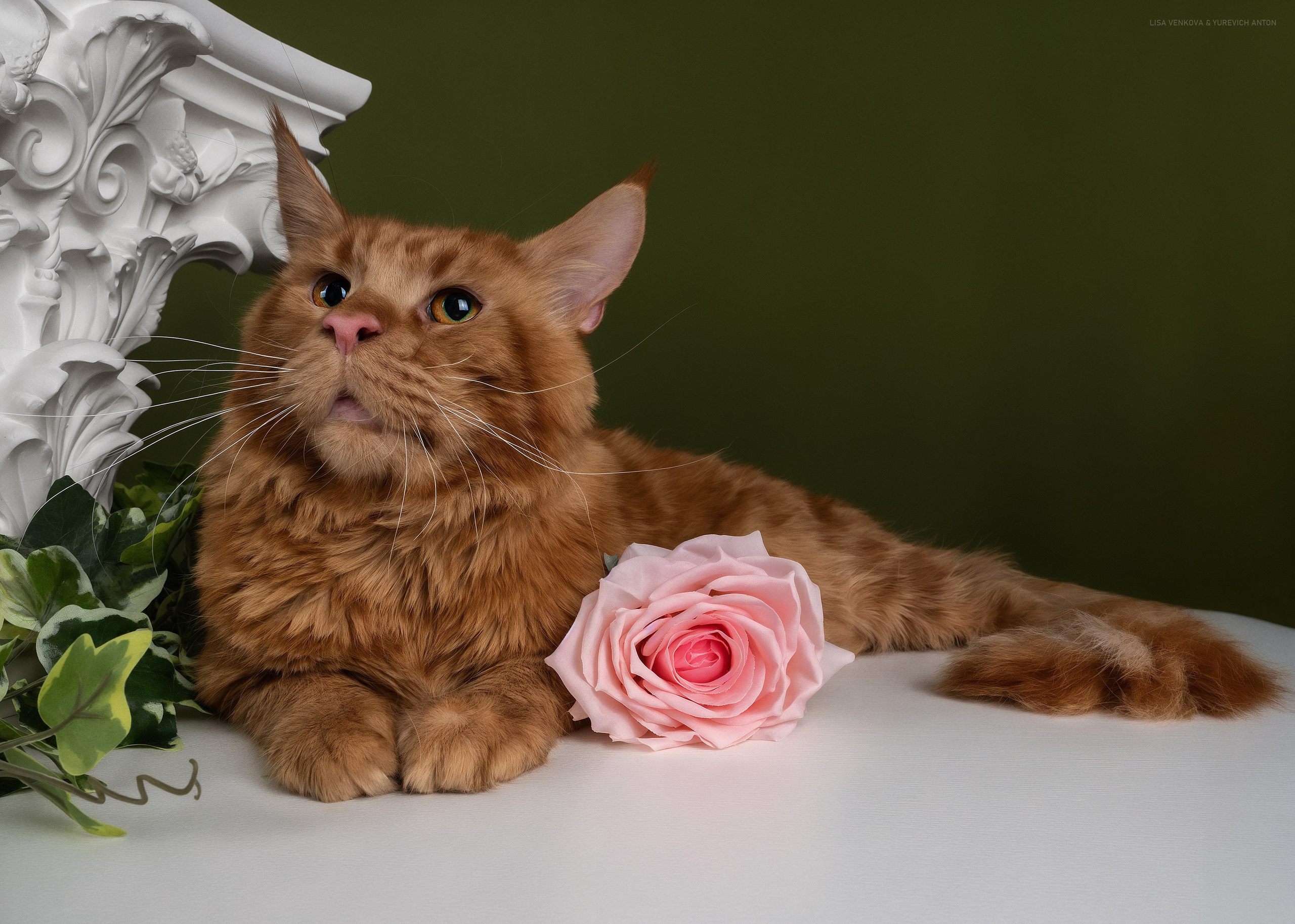 Анималистика. Сайт портфолио двух профессиональных фотографов