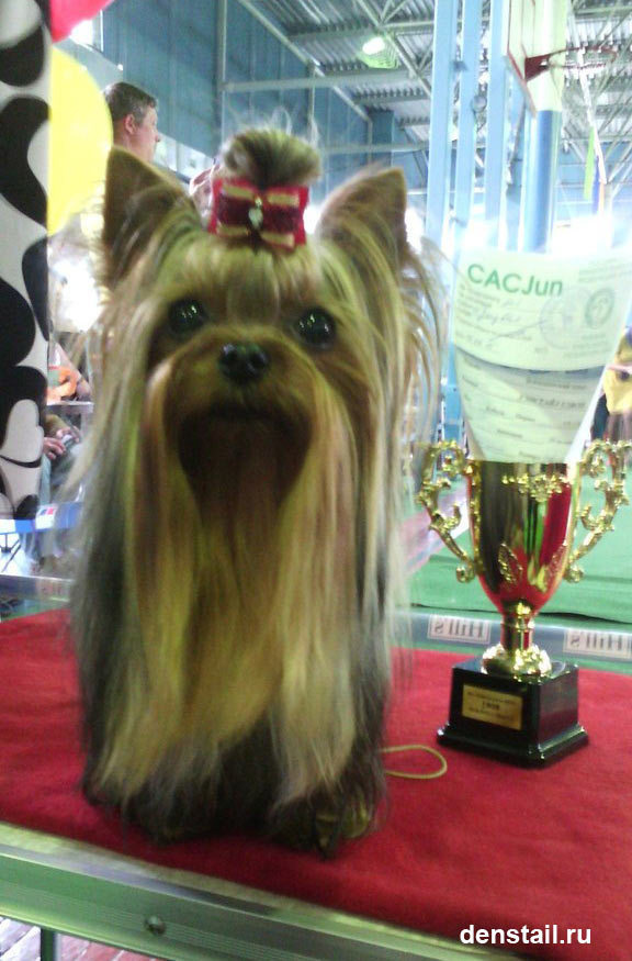 2015 г Результаты выставок. Питомник Йоркширских терьеров Дэнстайл в Санкт-Петербурге заводчик Тих