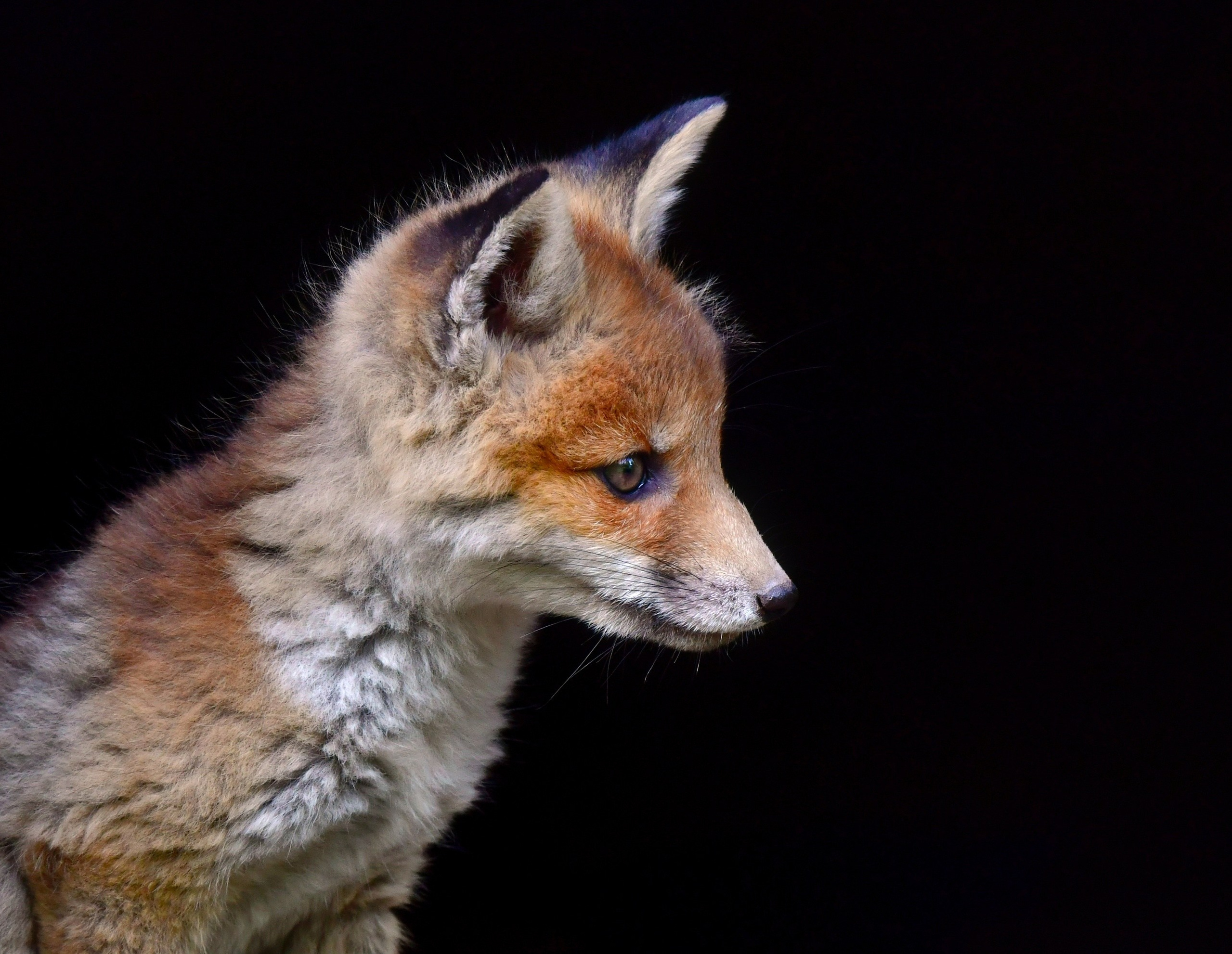 Images of wildlife. Artisistic photographs of Lena Sokolova