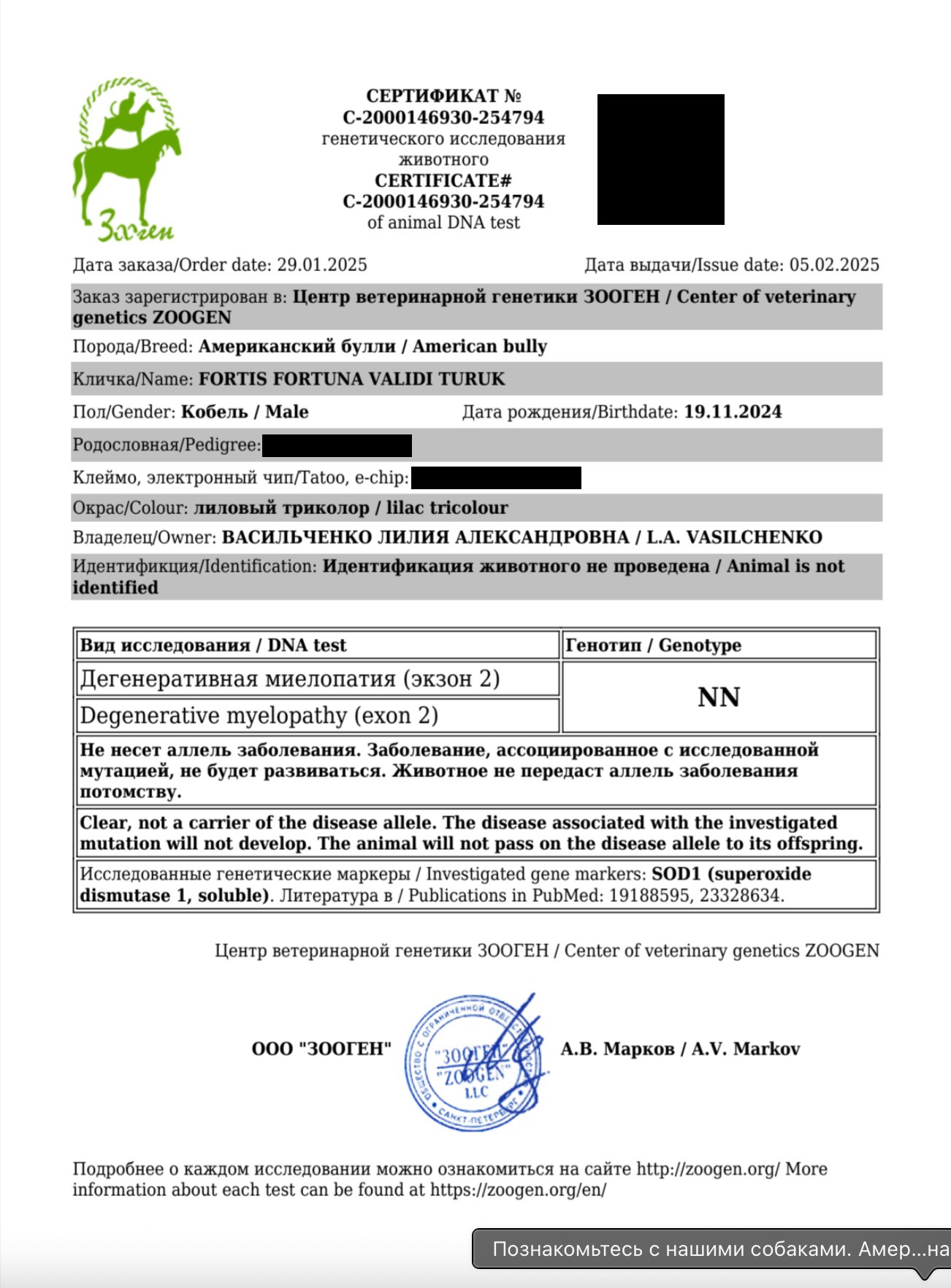 FORTIS FORTUNA VALIDI TURUK. Американский Булли в г. Ростов-на-Дону. Питомник THE POWER OF SIBERIA