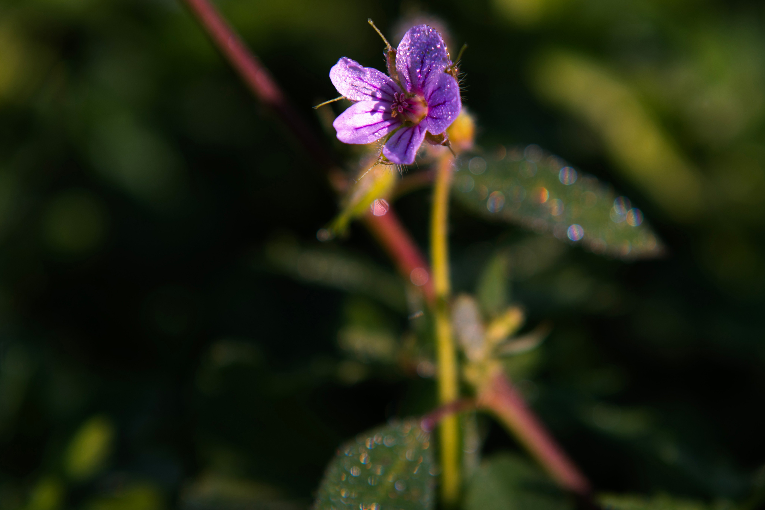 Хрусталь на траве. Предметный фотограф и ретушер Улан-Удэ Алла Белова