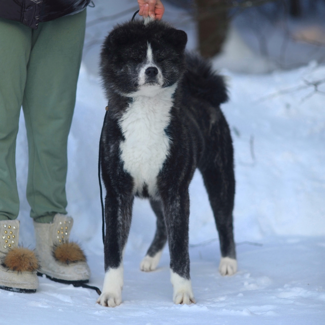 Breeding Plans. Kennel Akita inu