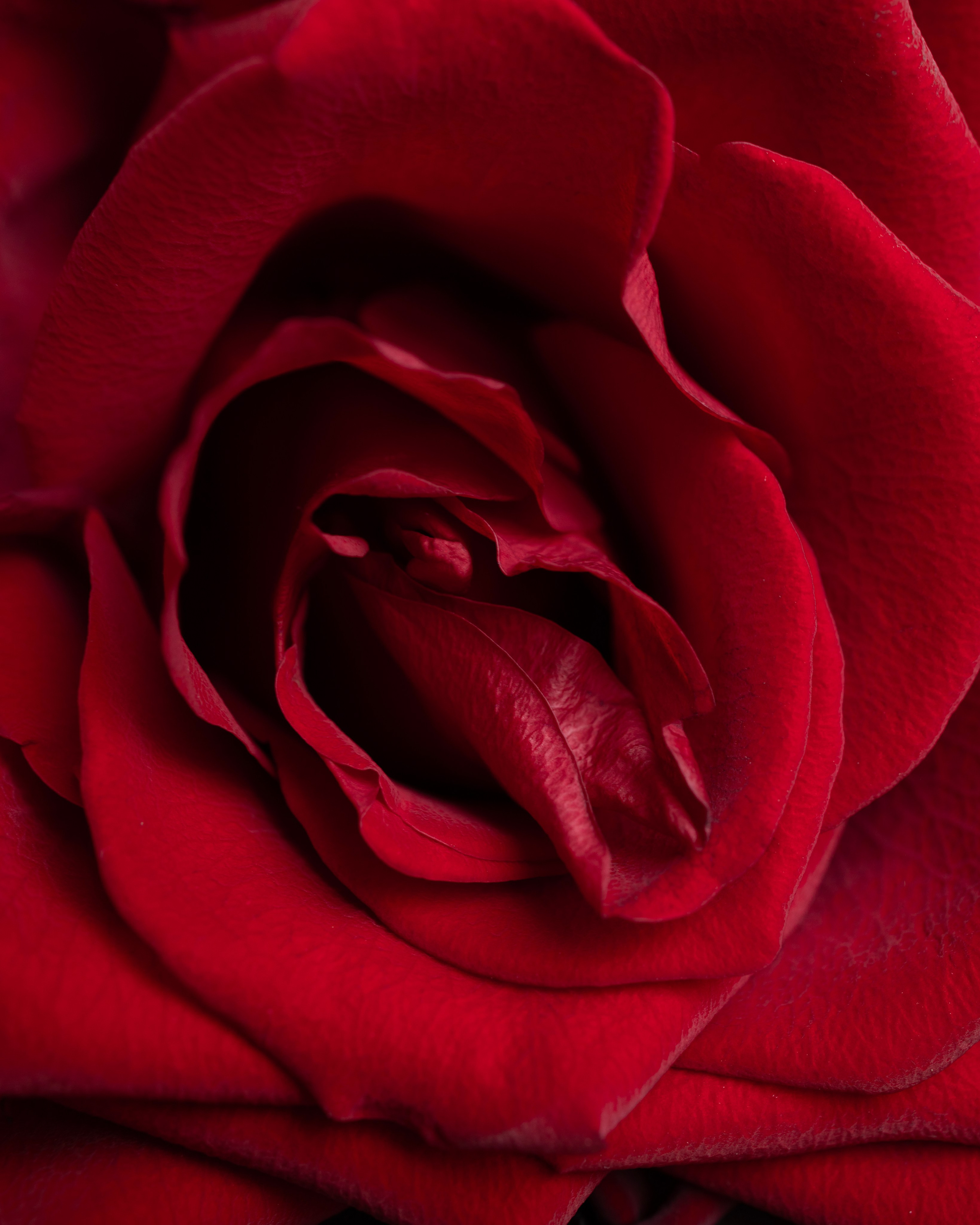 красная роза