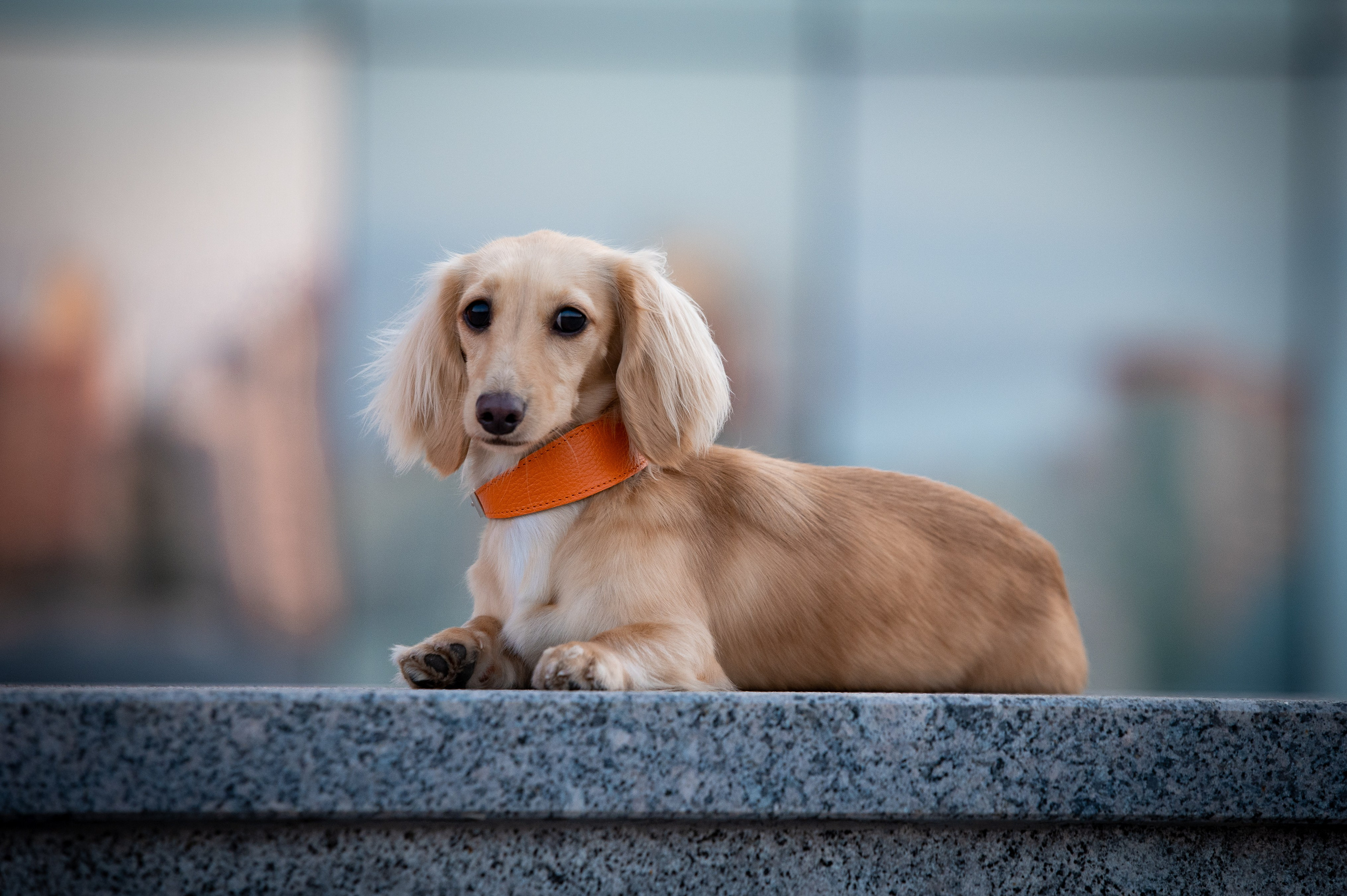 Ответы на вопросы. Фотограф-анималист в Санкт-Петербурге Анастасия Иванова