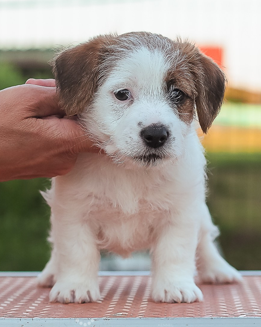 LITTER «В» 23/04/2026. CANE MAESTRO — kennel Jack Russell Terrier