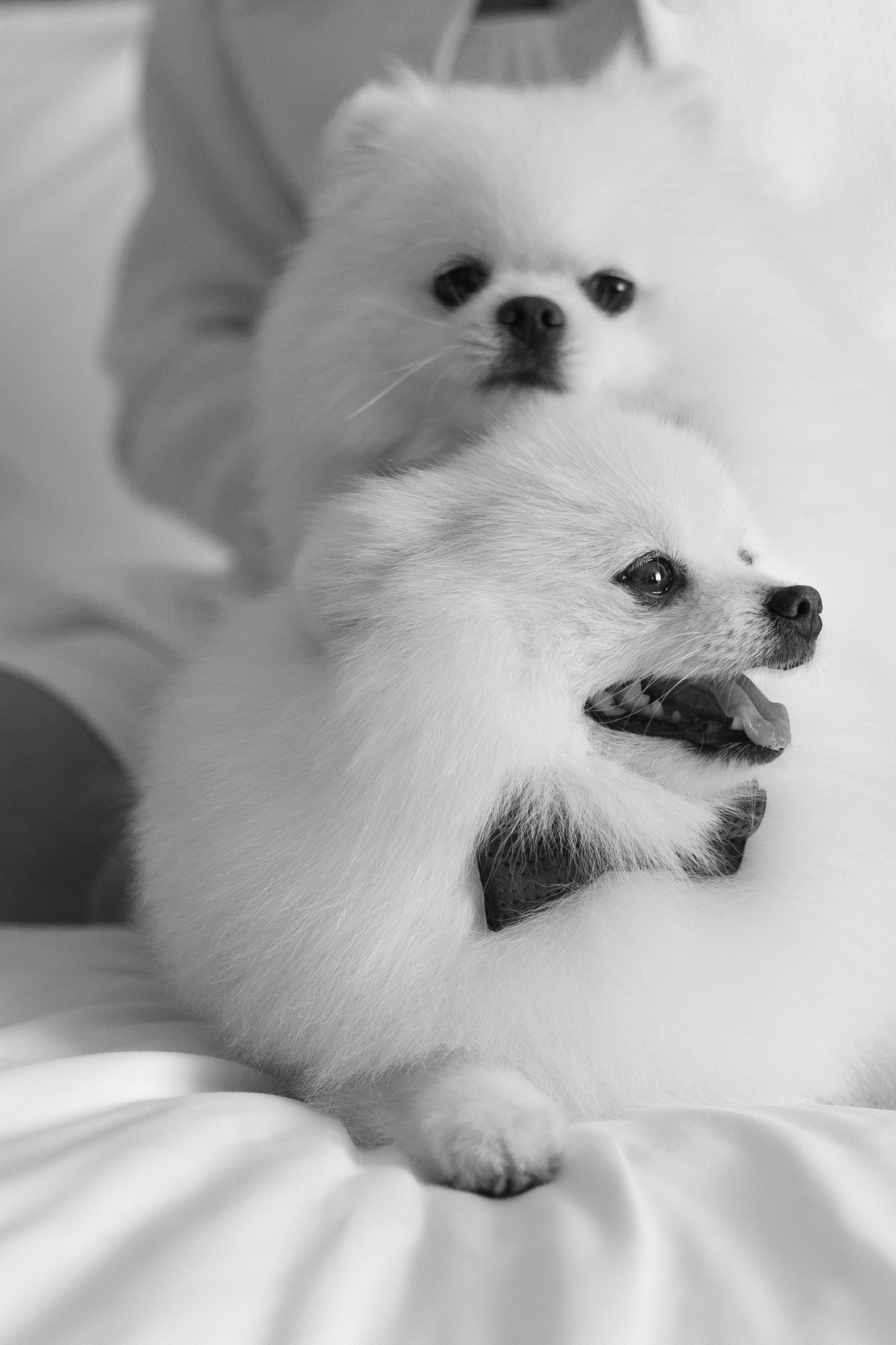 Прайс. Свадебный фотограф Нижний Новгород, Москва