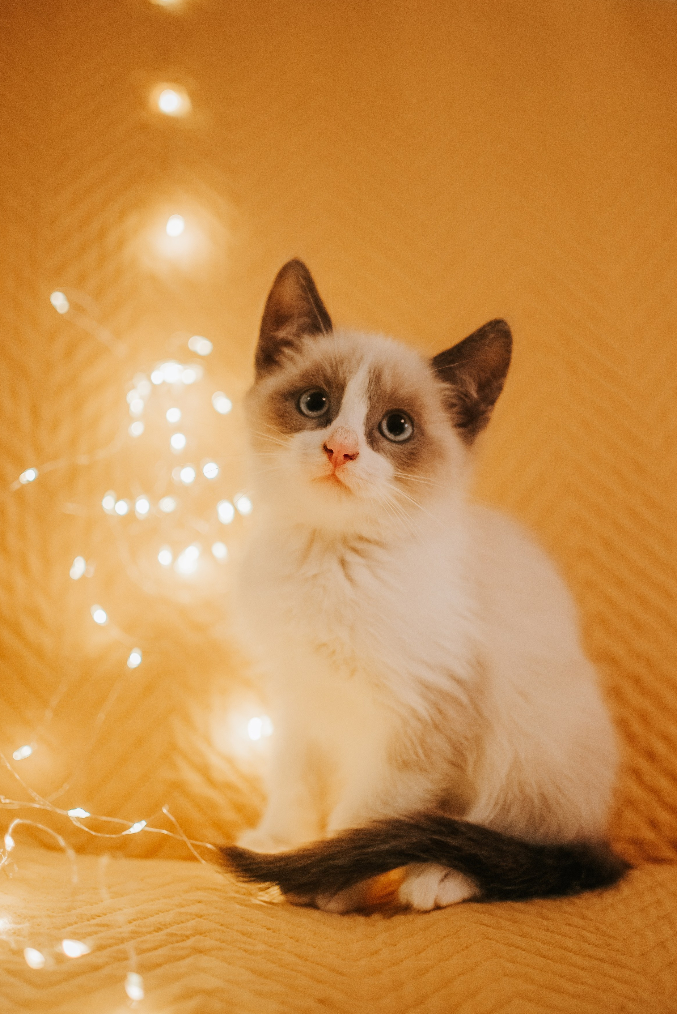 Животные на пристройство. Фотограф-анималист Валерия, Москва, Мытищи