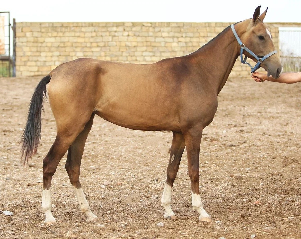 Кобылы. Horses for sale and for breeding