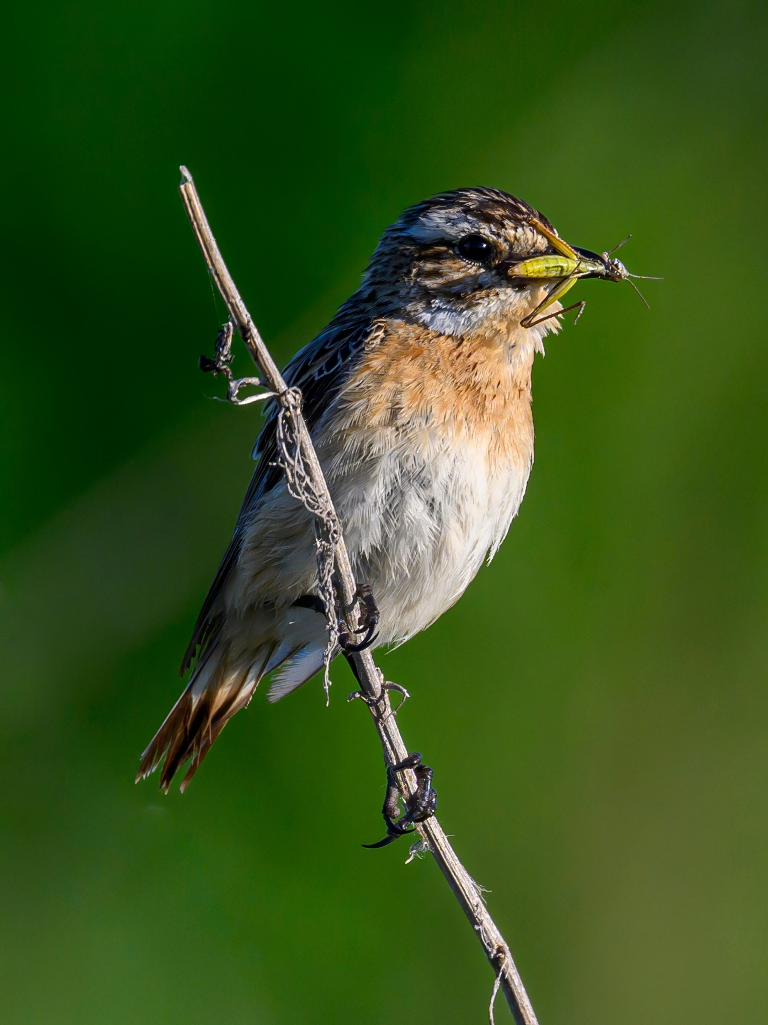 Совы и полевые птицы. Wildlife photography by Sergey Puponin