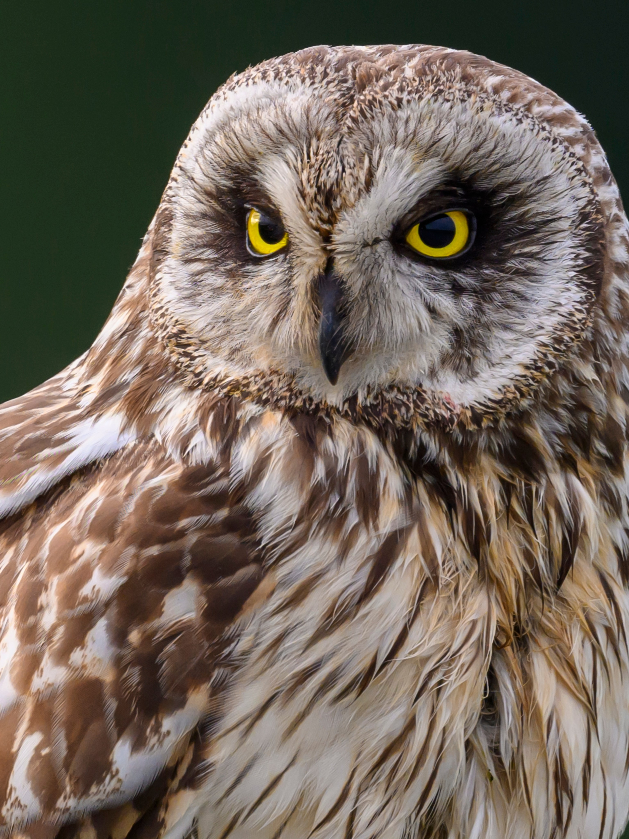 Фотосессия совы. Фотограф Сергей Пупонин