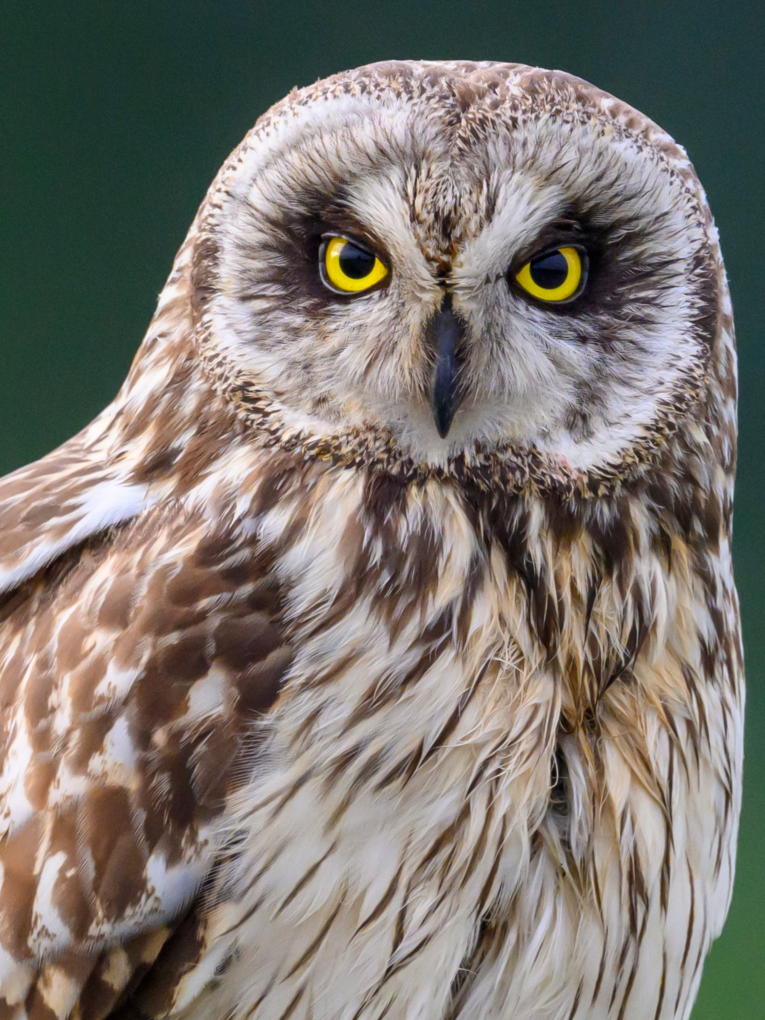 Фотосессия совы. Фотограф Сергей Пупонин