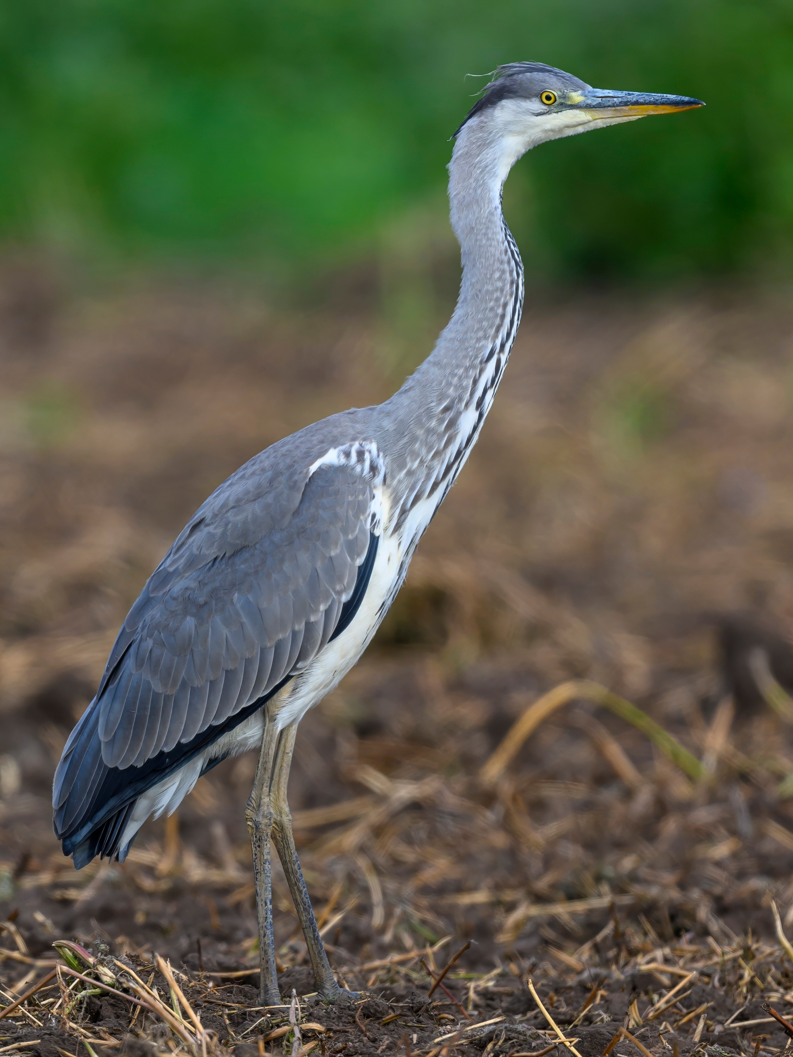 Совы и аисты. Owls and Storks. Wildlife photography by Sergey Puponin