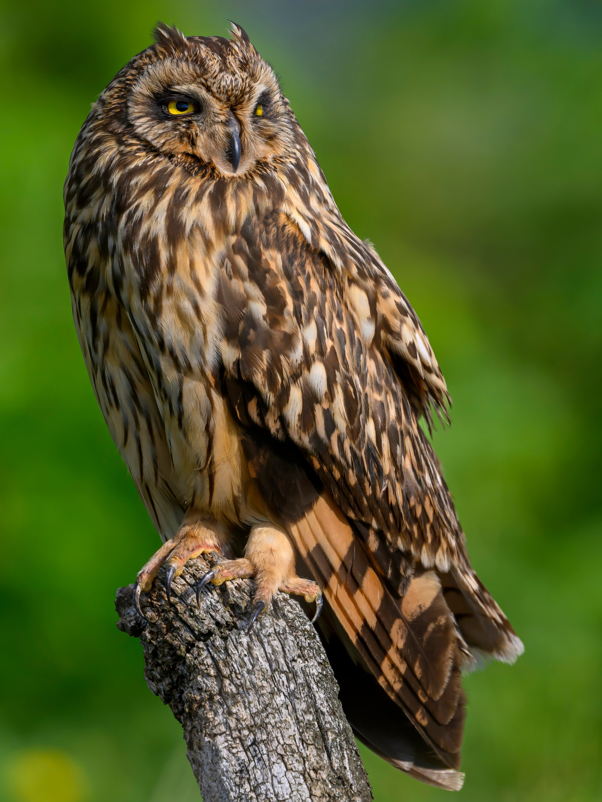 Цапли и совы. Herons and Owls. Wildlife photography by Sergey Puponin