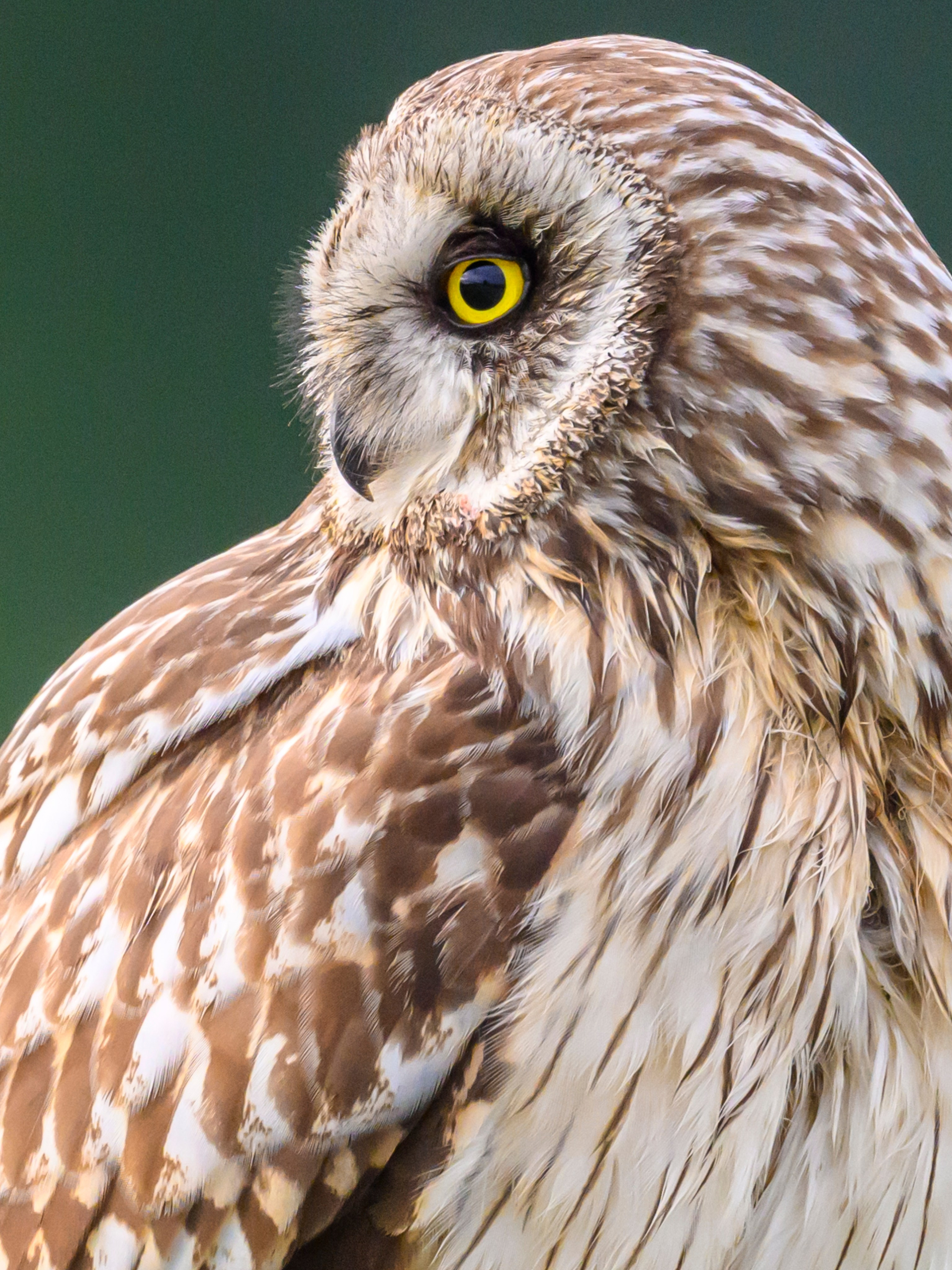 Фотосессия совы. Фотограф Сергей Пупонин