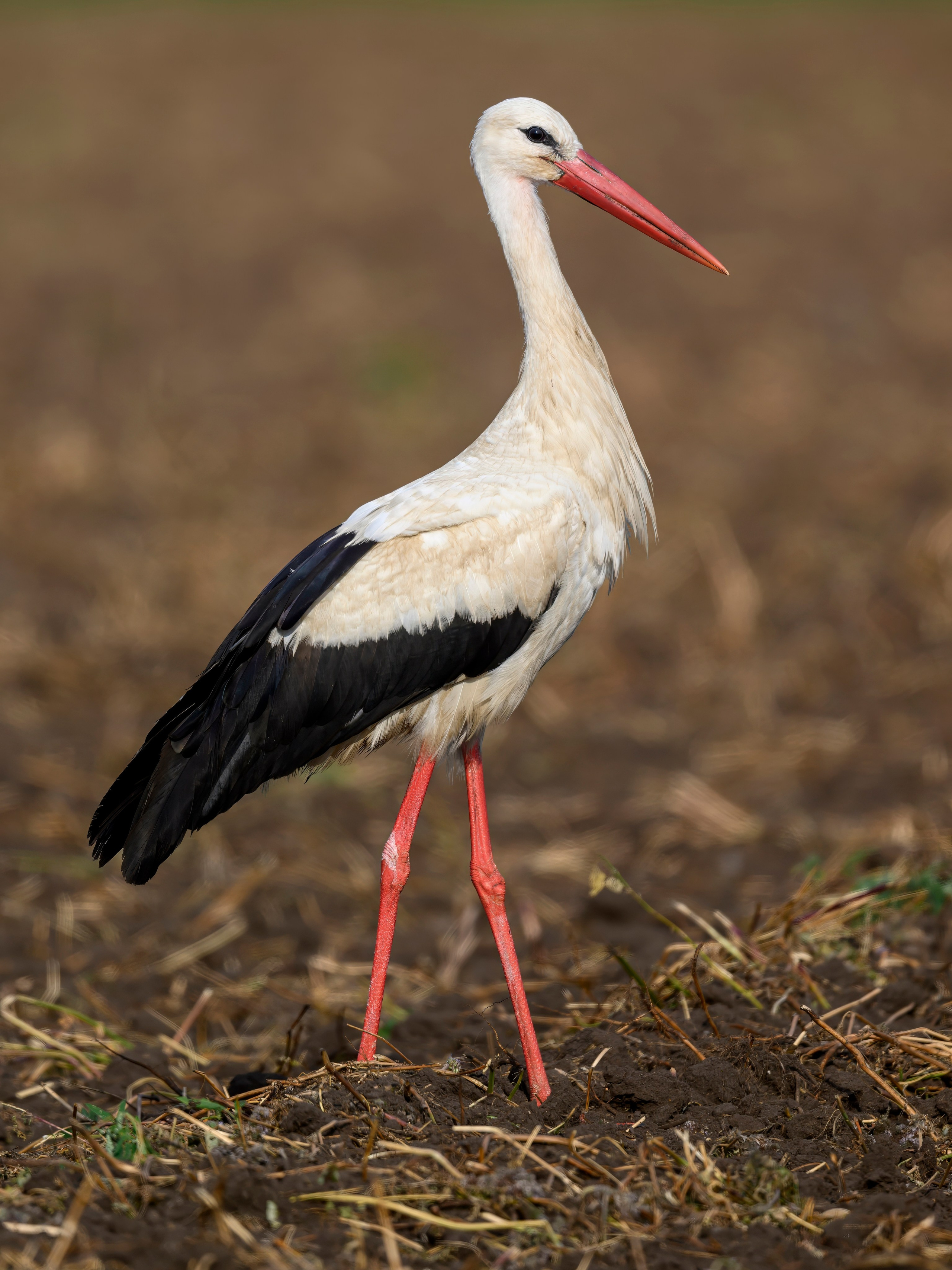 Совы и аисты. Owls and Storks. Wildlife photography by Sergey Puponin