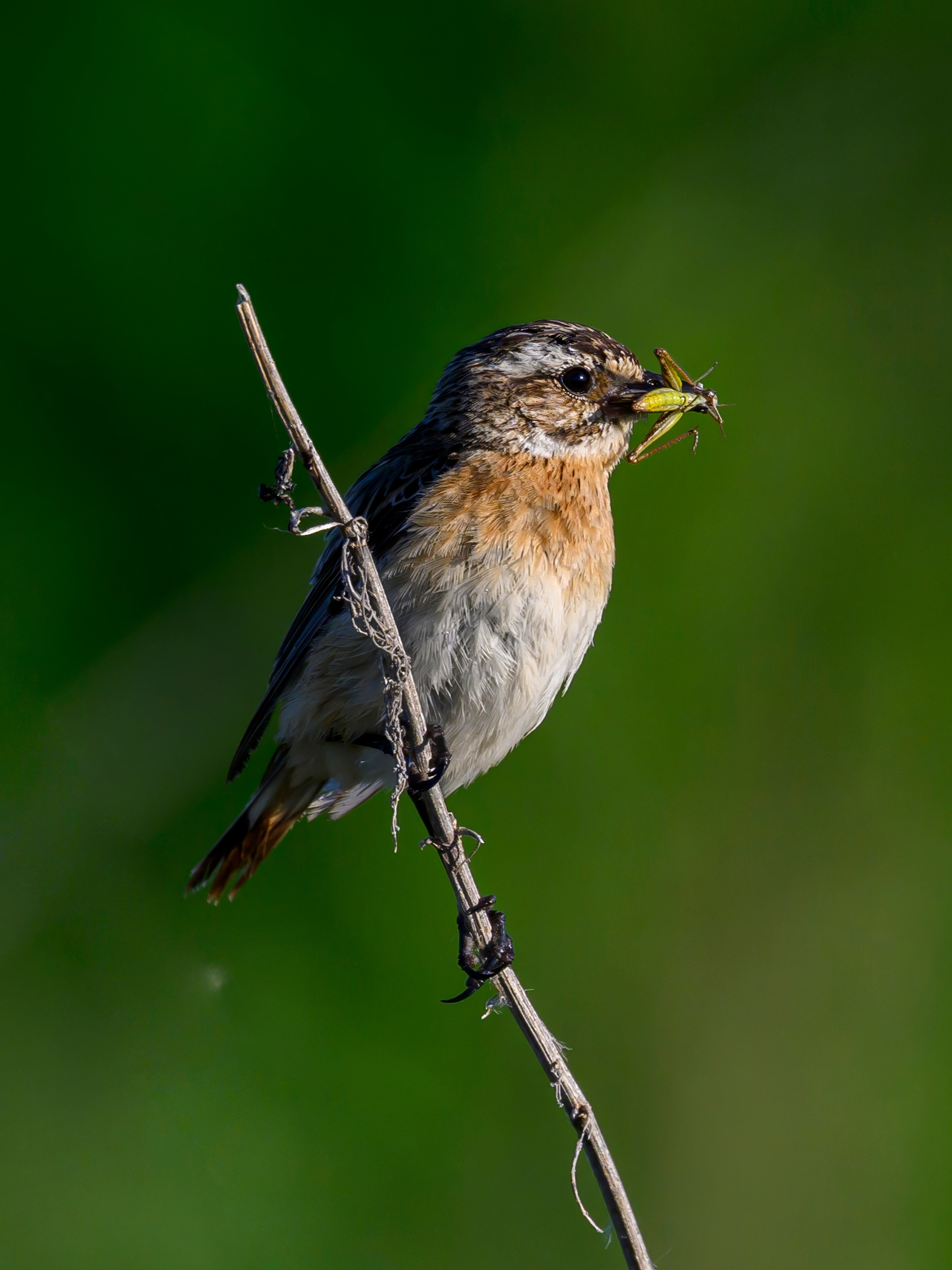 Совы и полевые птицы. Wildlife photography by Sergey Puponin
