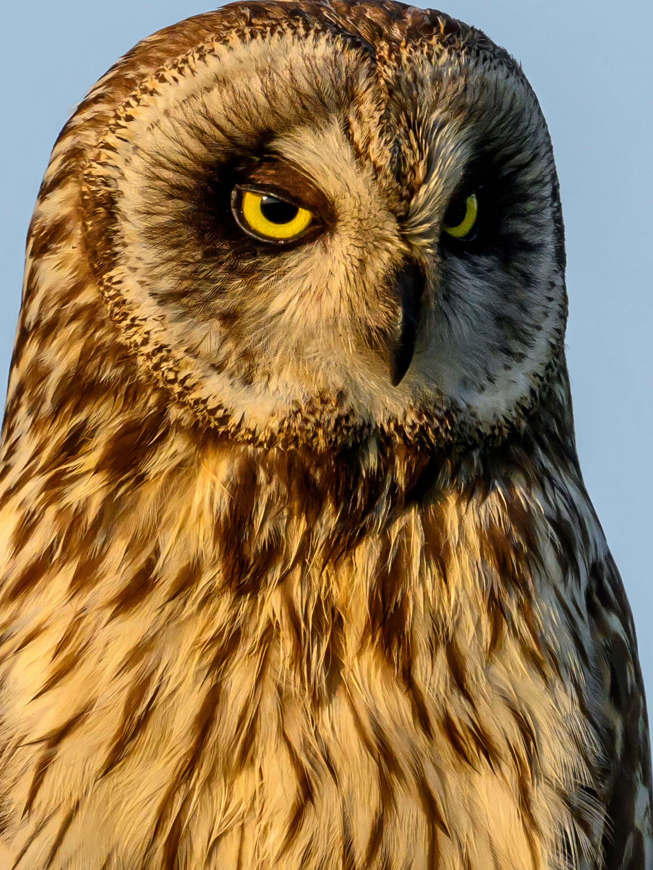 Совы на рассвете. Wildlife photography by Sergey Puponin