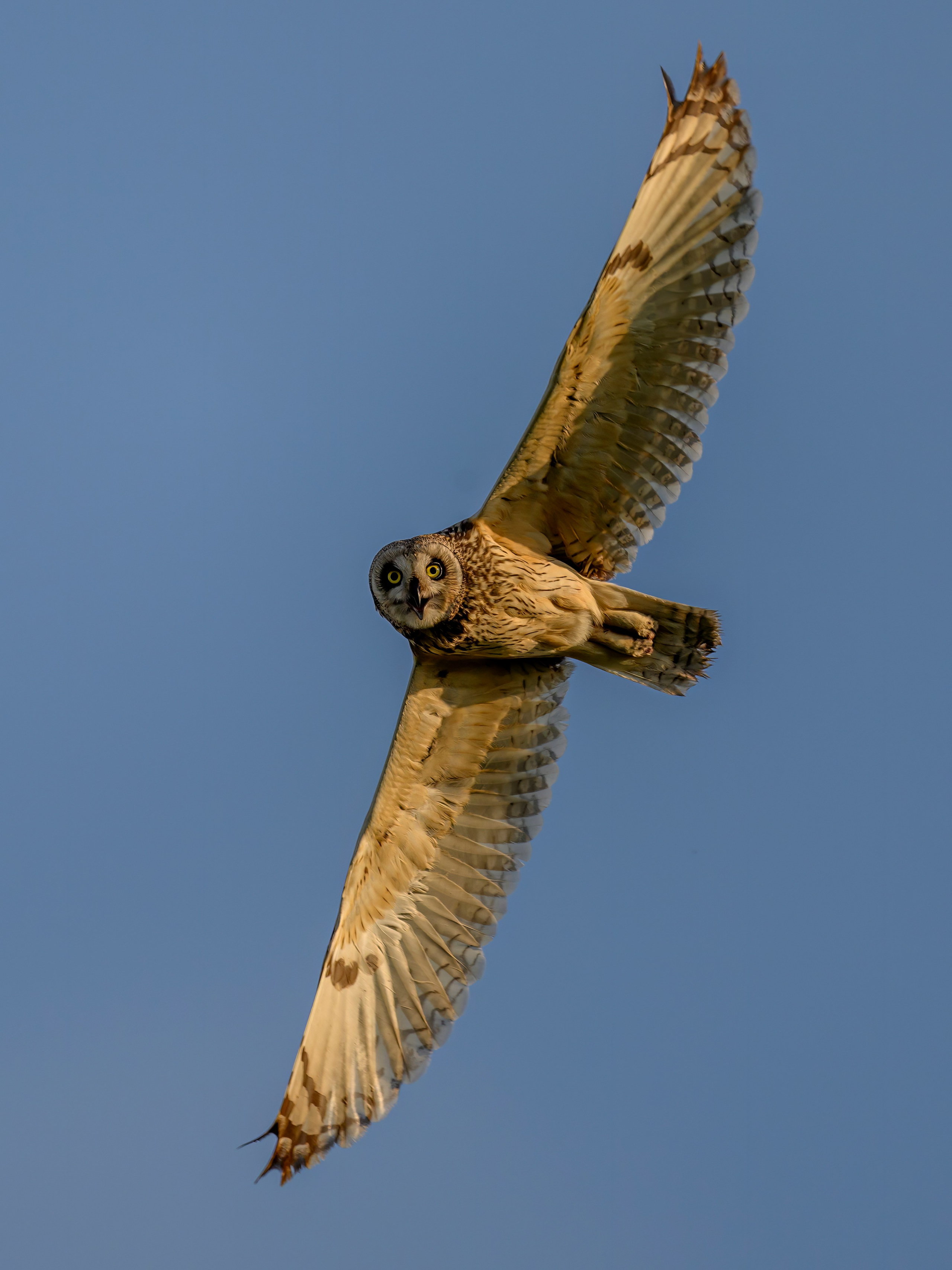 Совы и трясогузки. Фотограф Сергей Пупонин