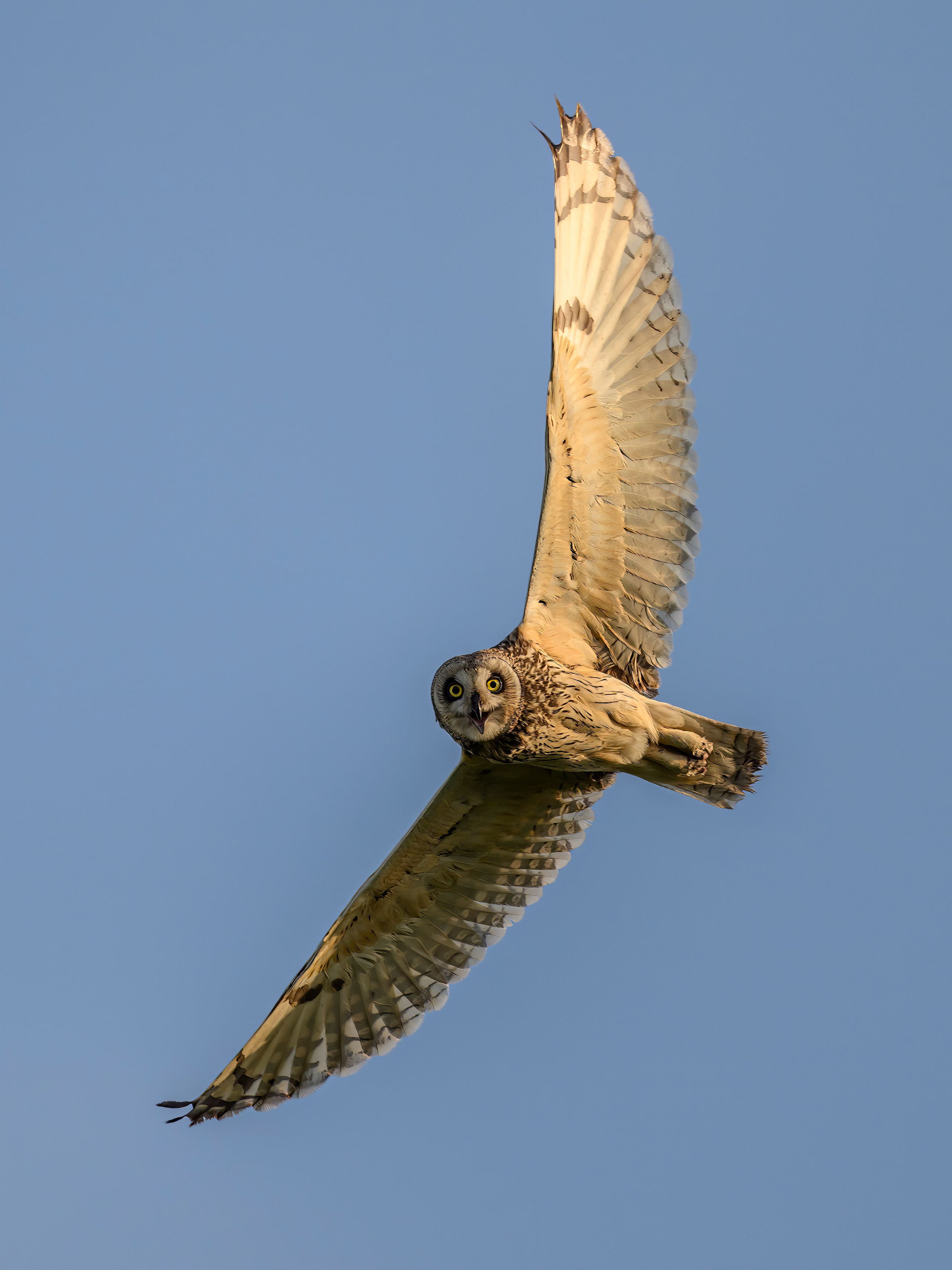 Совы и трясогузки. Фотограф Сергей Пупонин